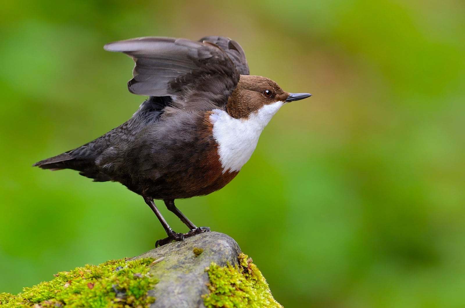 Mirlo acuático (Cinclus cinclus)