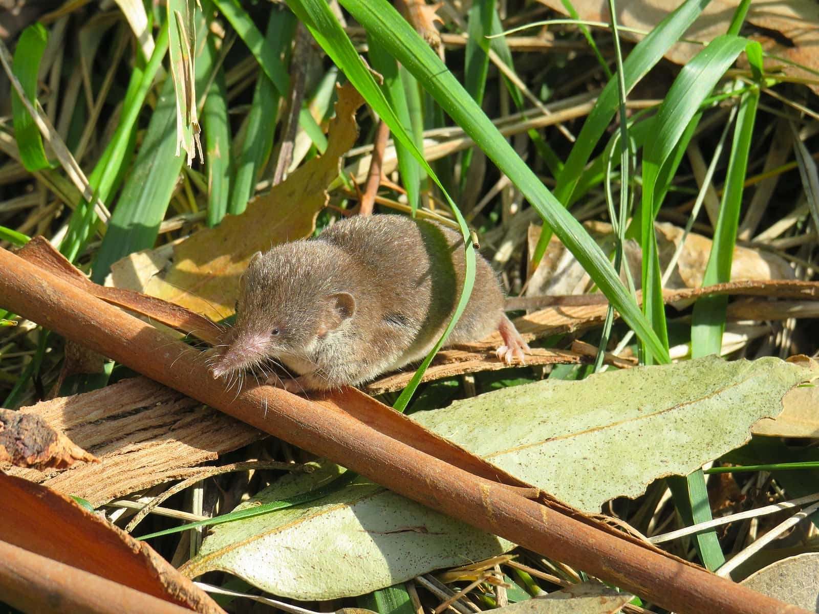 musaraña común (Crocidura russula) mamífero