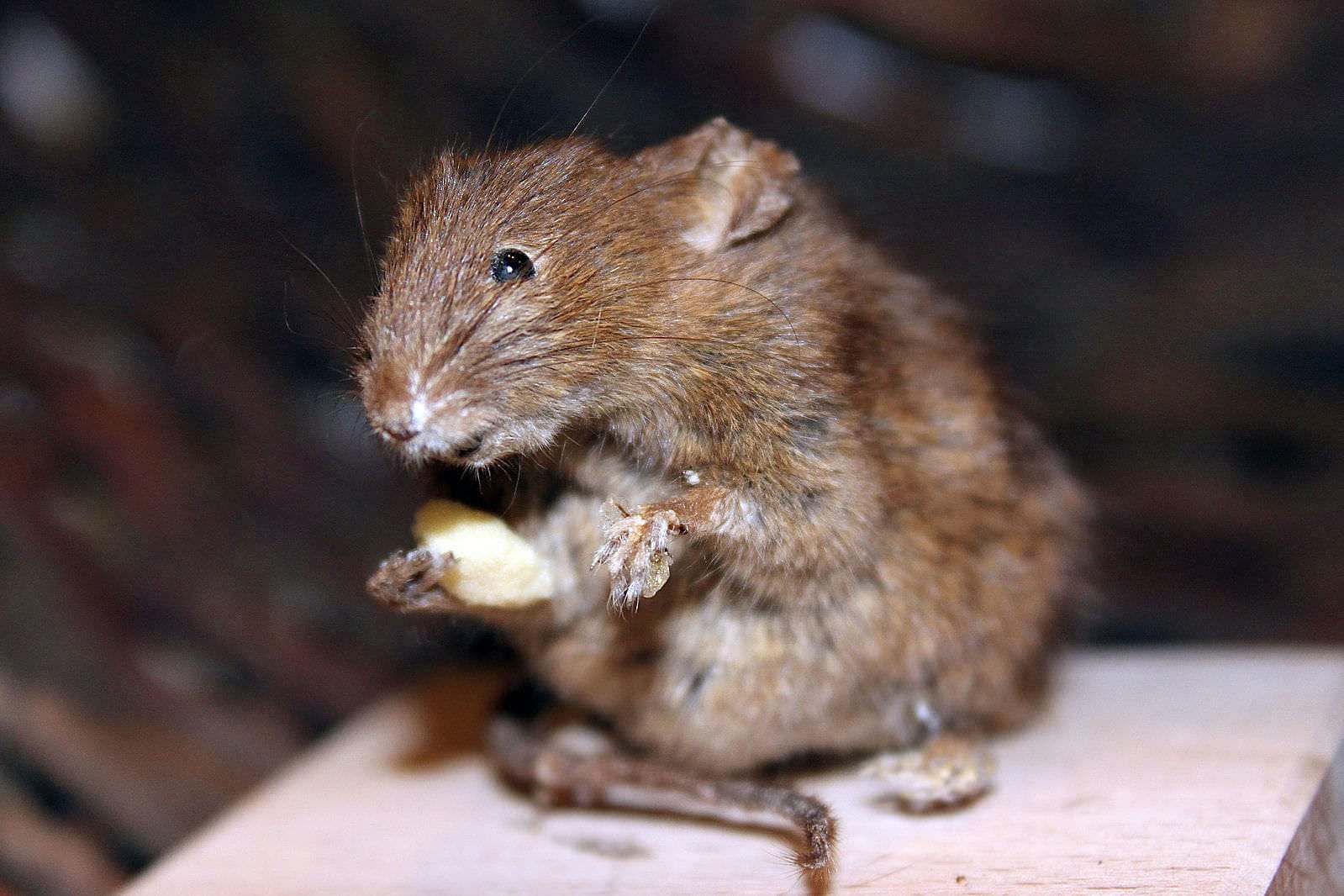 ratón casero (Mus musculus) mamífero