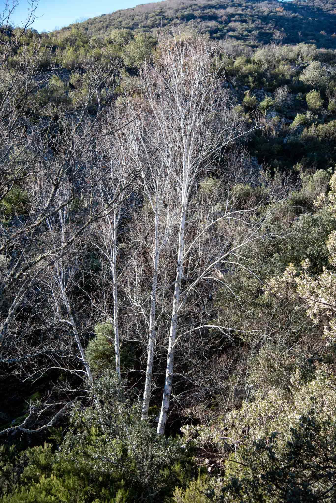 Abedul (Betula pendula subsp. fontqueri var. parvibracteata) en Navalucillos