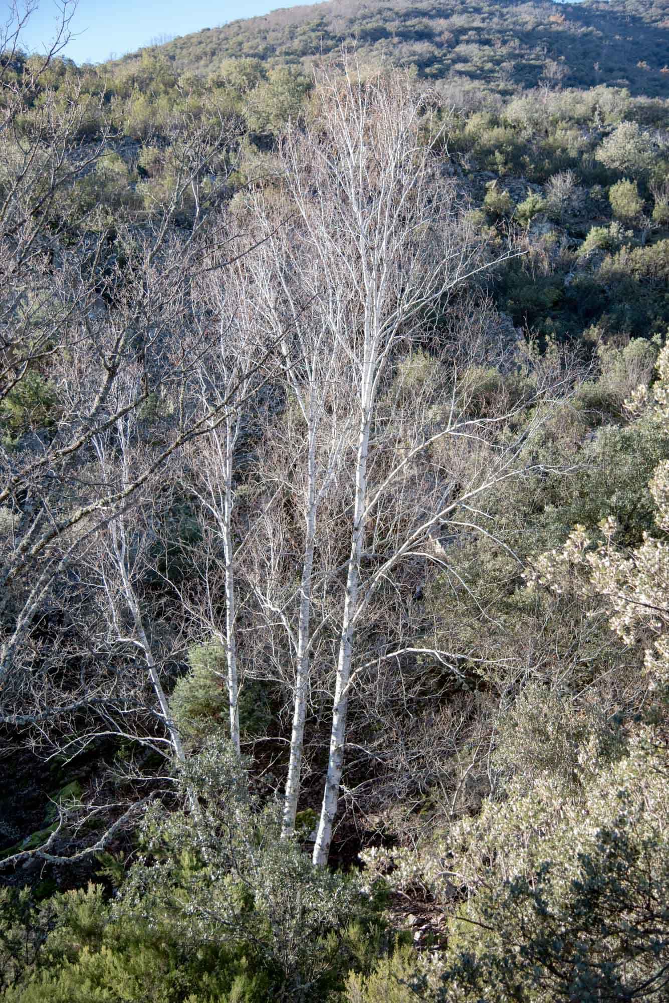 Abedules en El Chorro de Los Navalucillos Abedular
