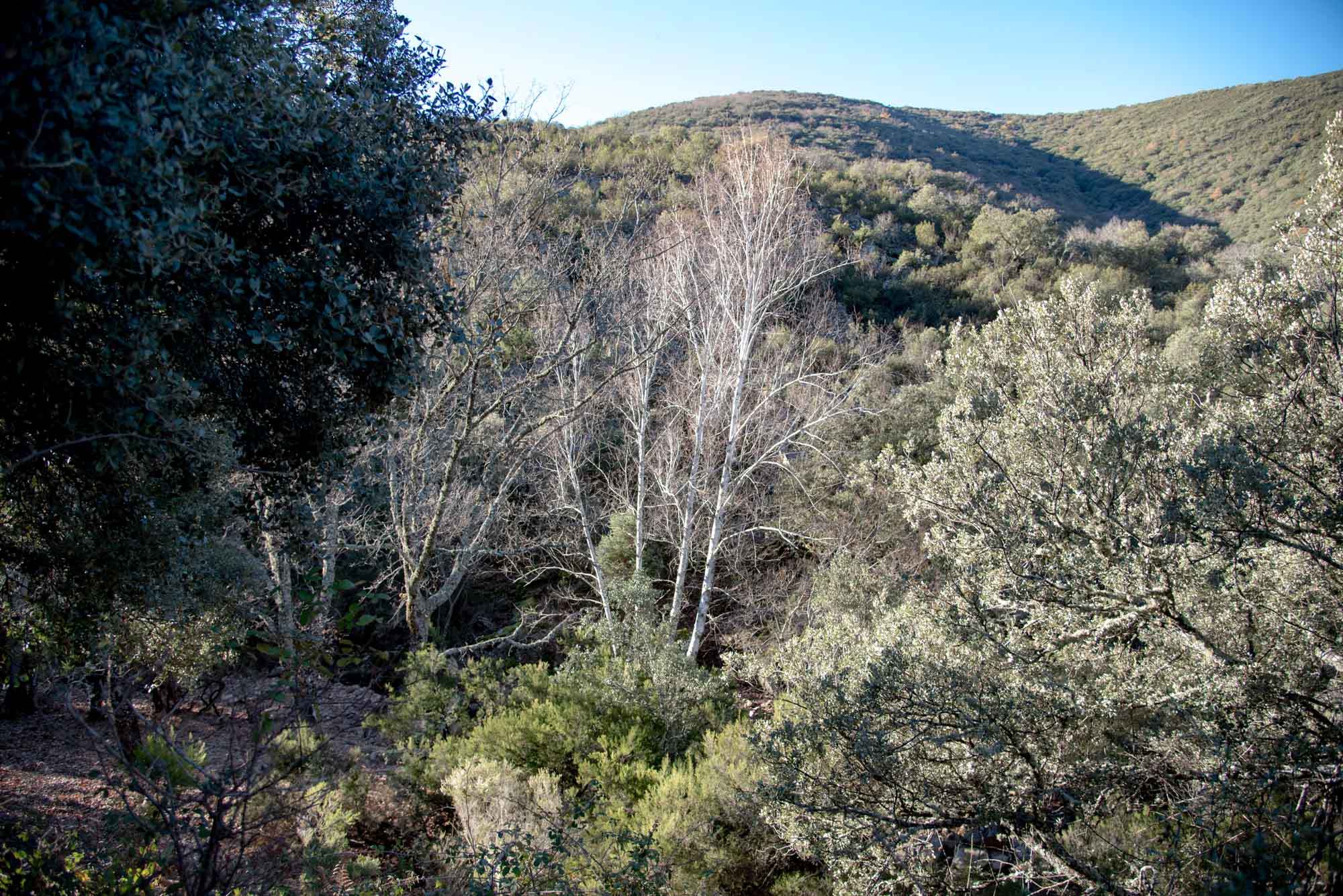 Abedulares