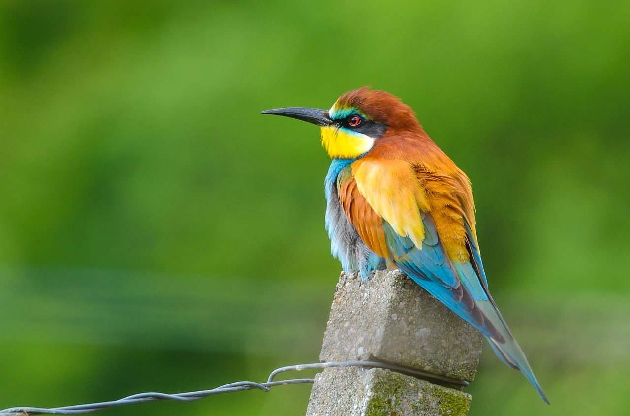 Abejaruco (Merops apiaster)