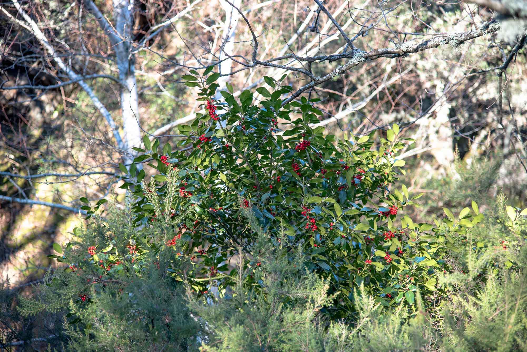 Acebo Ilex aquifolium Acebo Ilex aquifolium