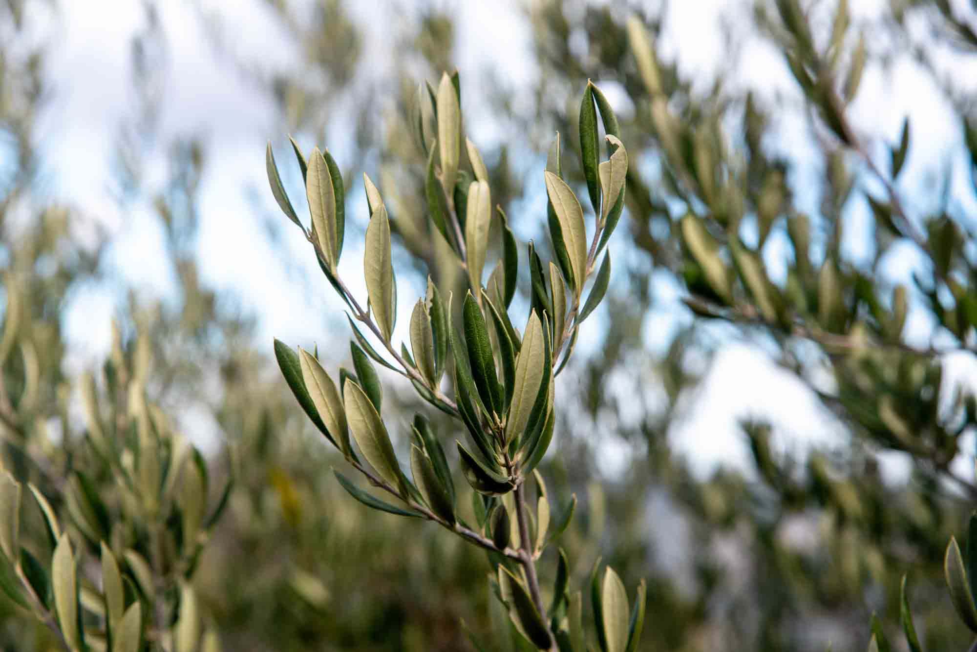 Acebuches (Olea europaea var. sylvestris) plaza de Los Moros