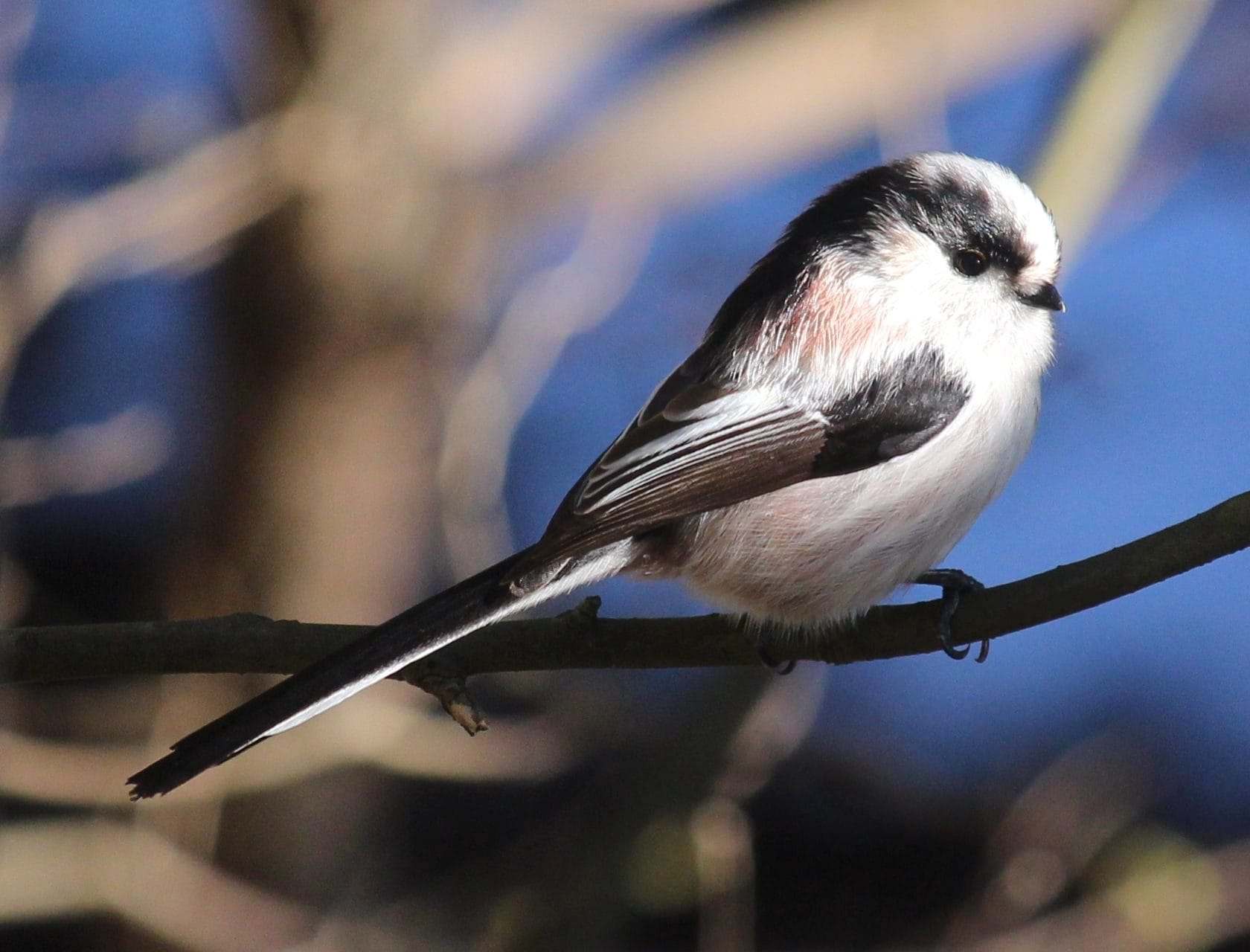 Mito (Aegithalos caudatus)