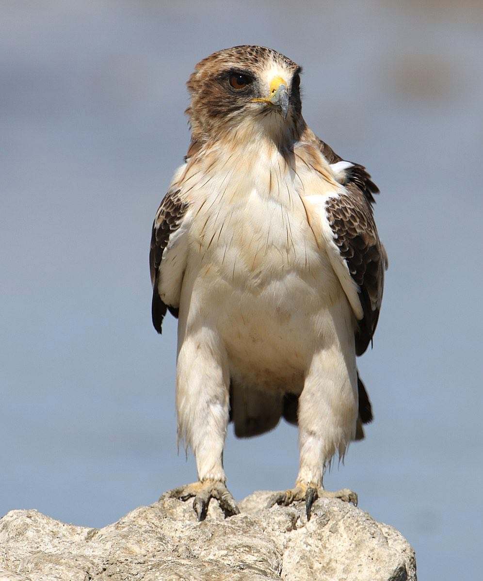 Águila calzada (Hieraaetus pennatus)