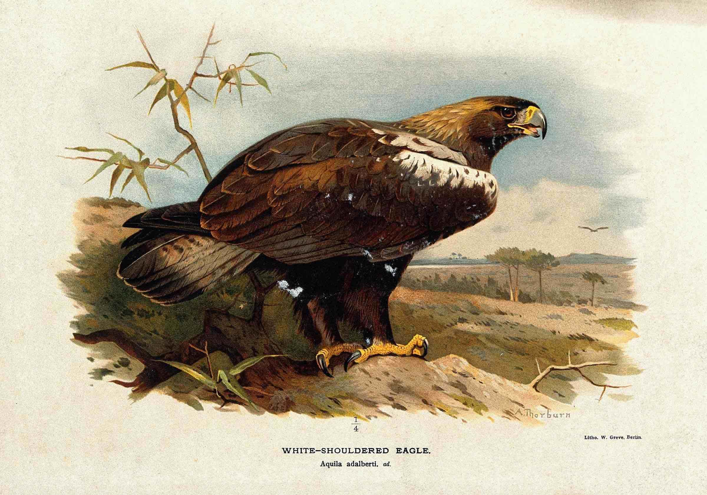 ave de cabañeros, Cromolitografía de Águila Imperial Ibérica