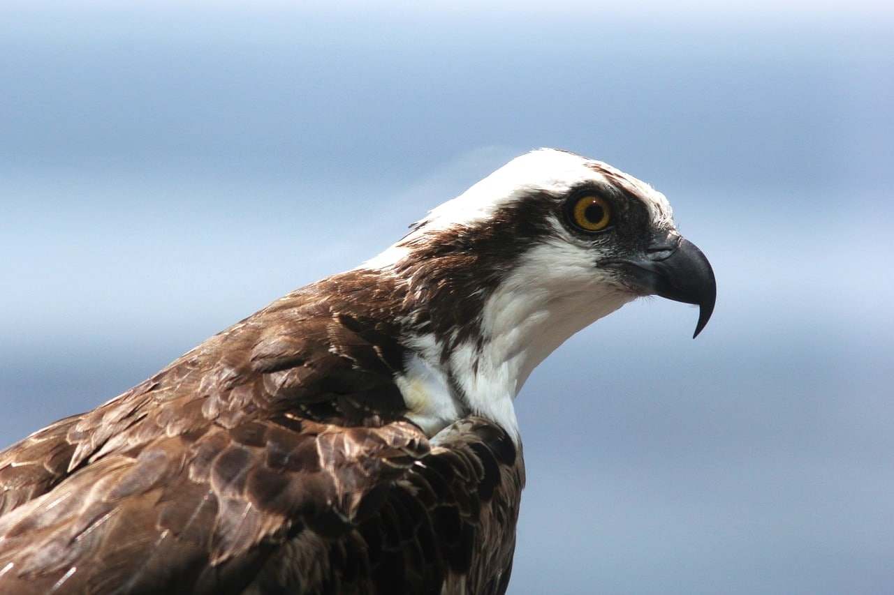 Águila pescadora (Pandion haliaetus)