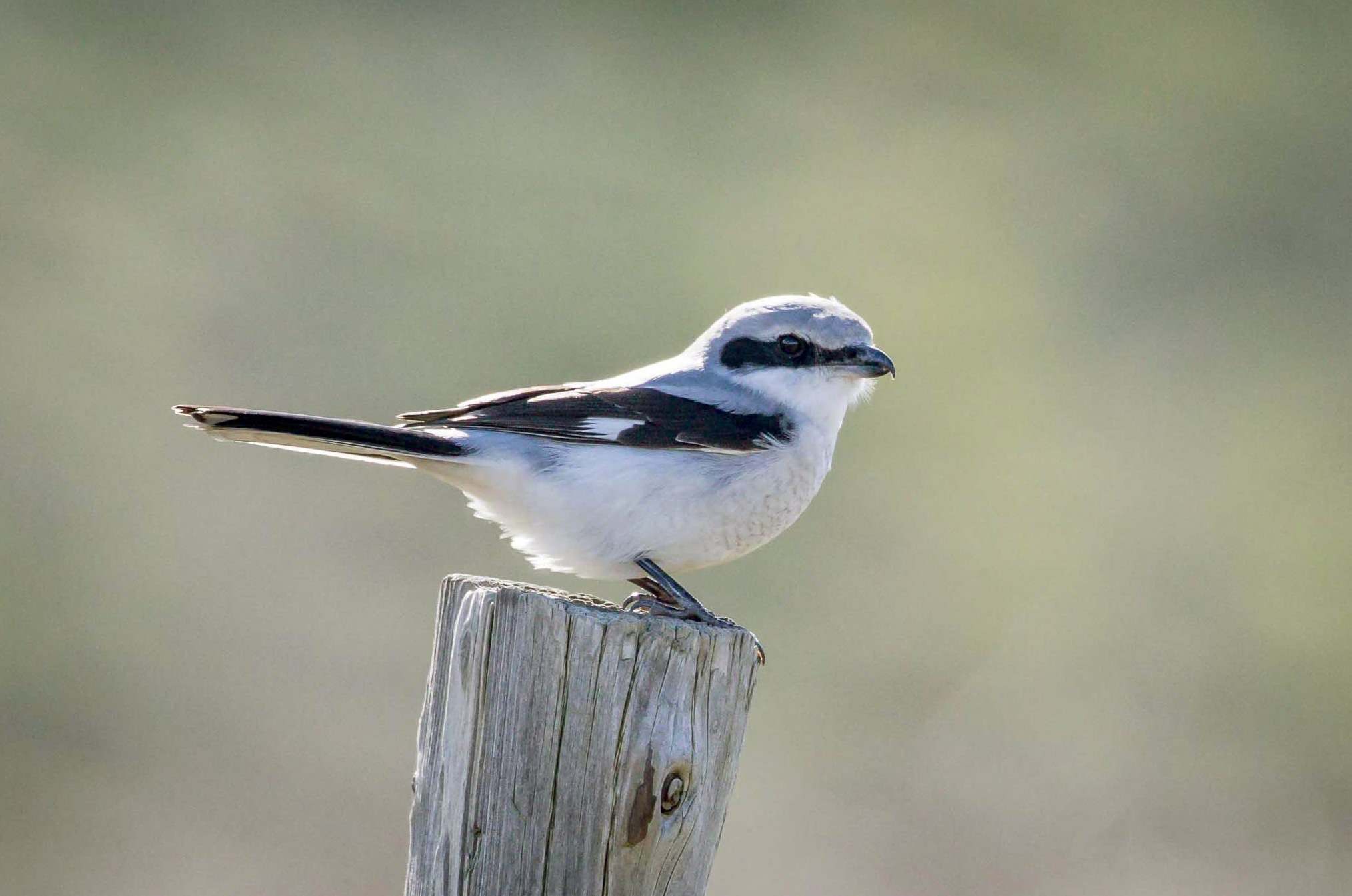 Alcaudón real (Lanius excubitor) ave de cabañeros