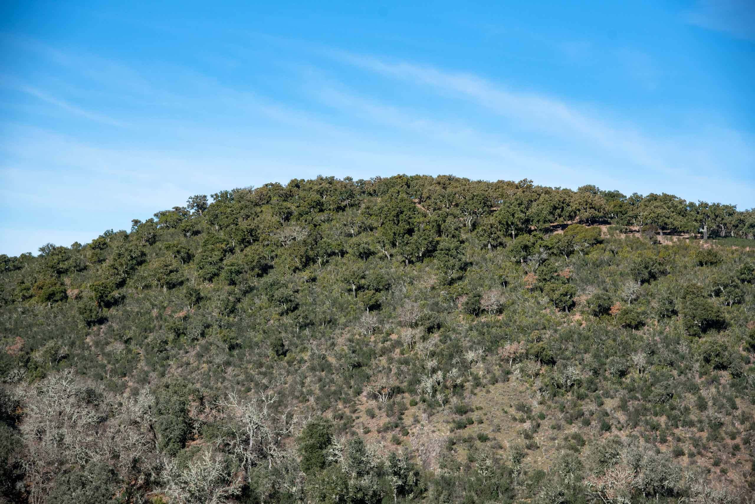 Alcornocales Alcornoques