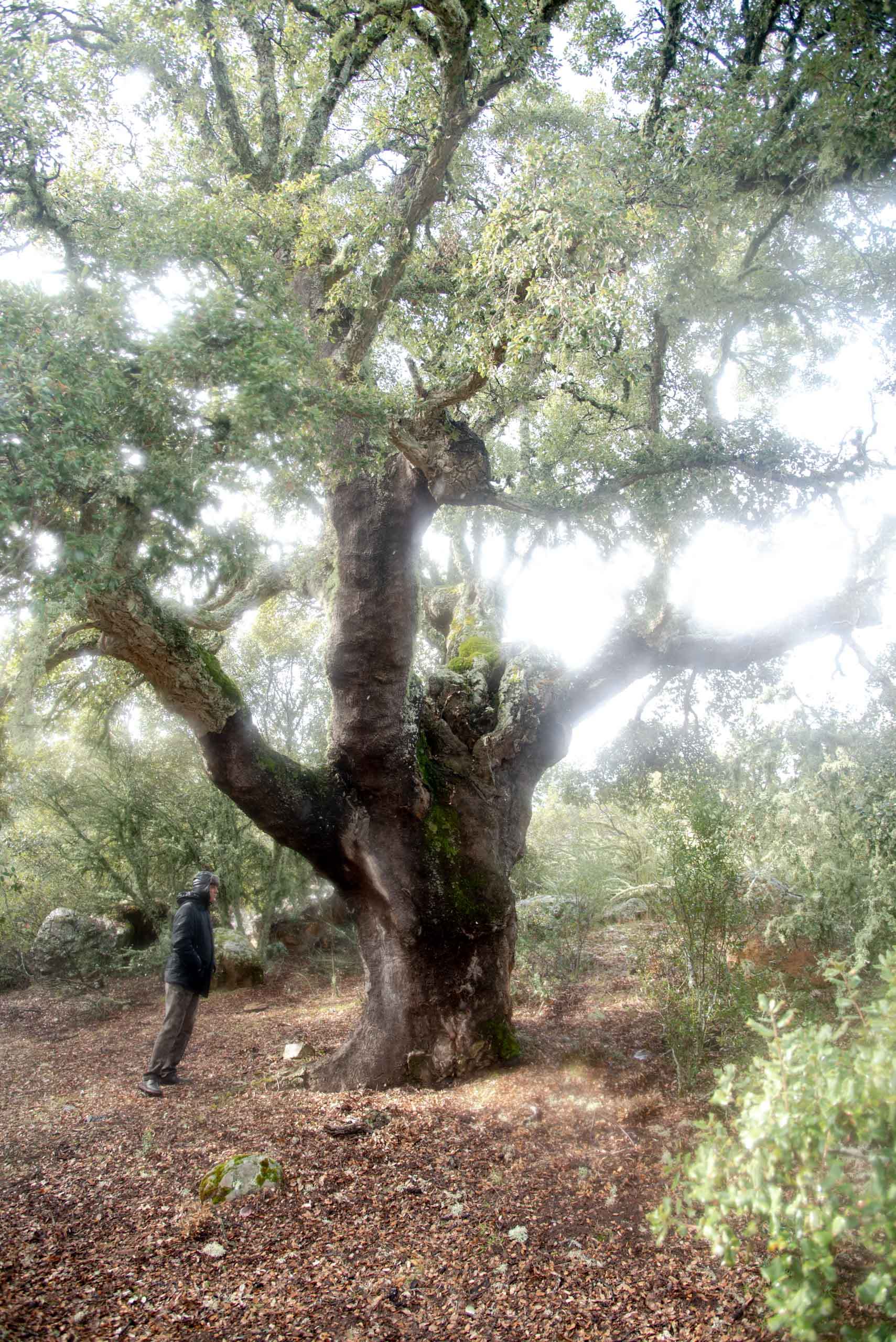 Alcornoque gigante cabañeros