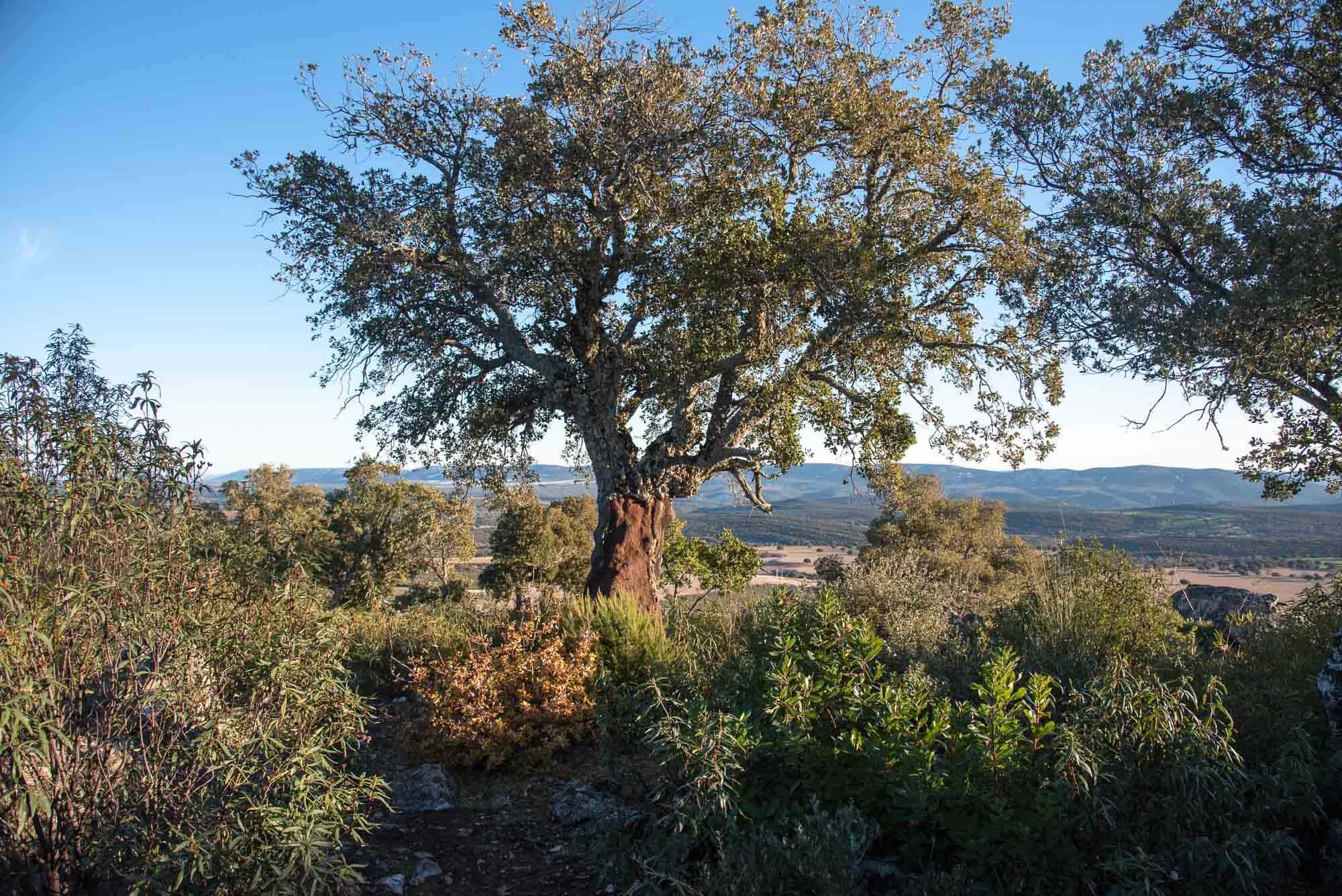 Alcornoque Quercus suber plaza de los moros