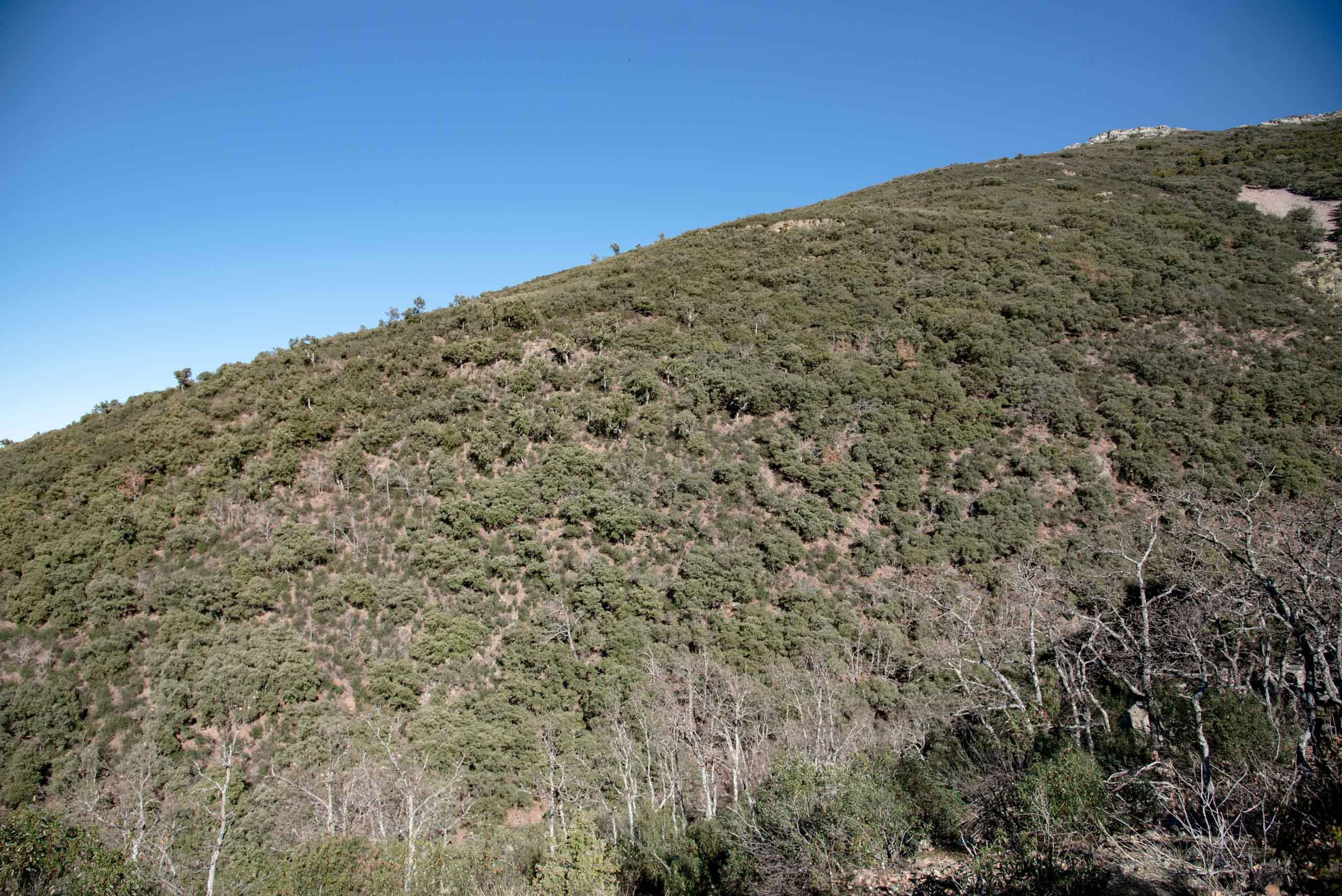 Alcornoques El chorro