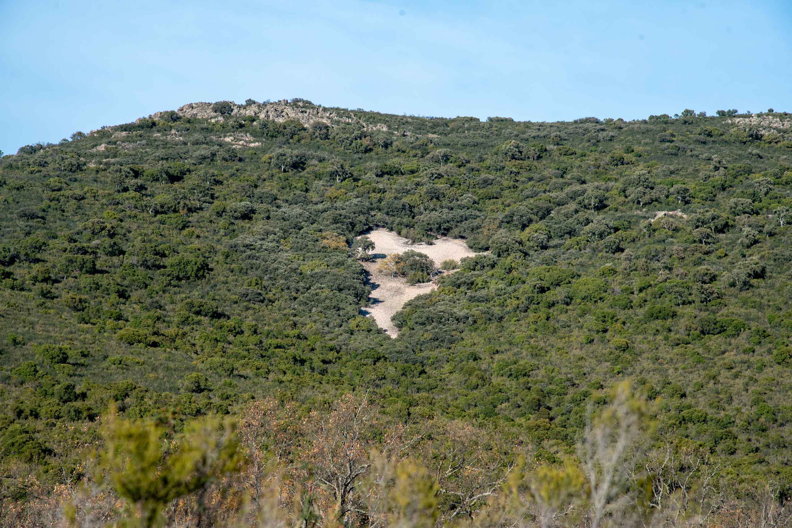 Alcornocal en la Viñuela