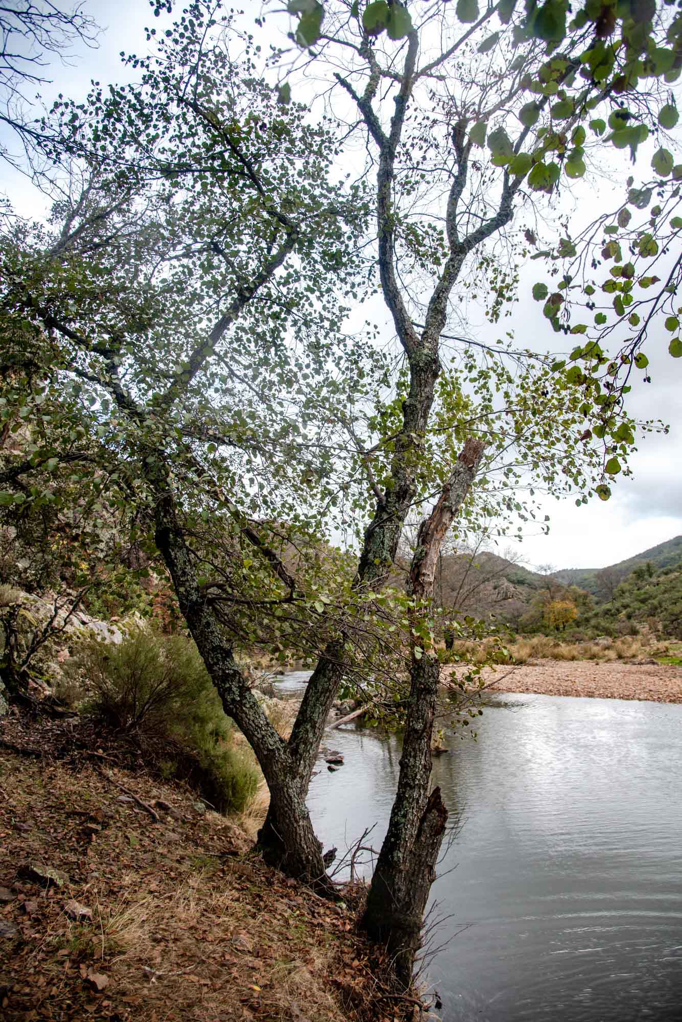 Alisos Gargantilla estena