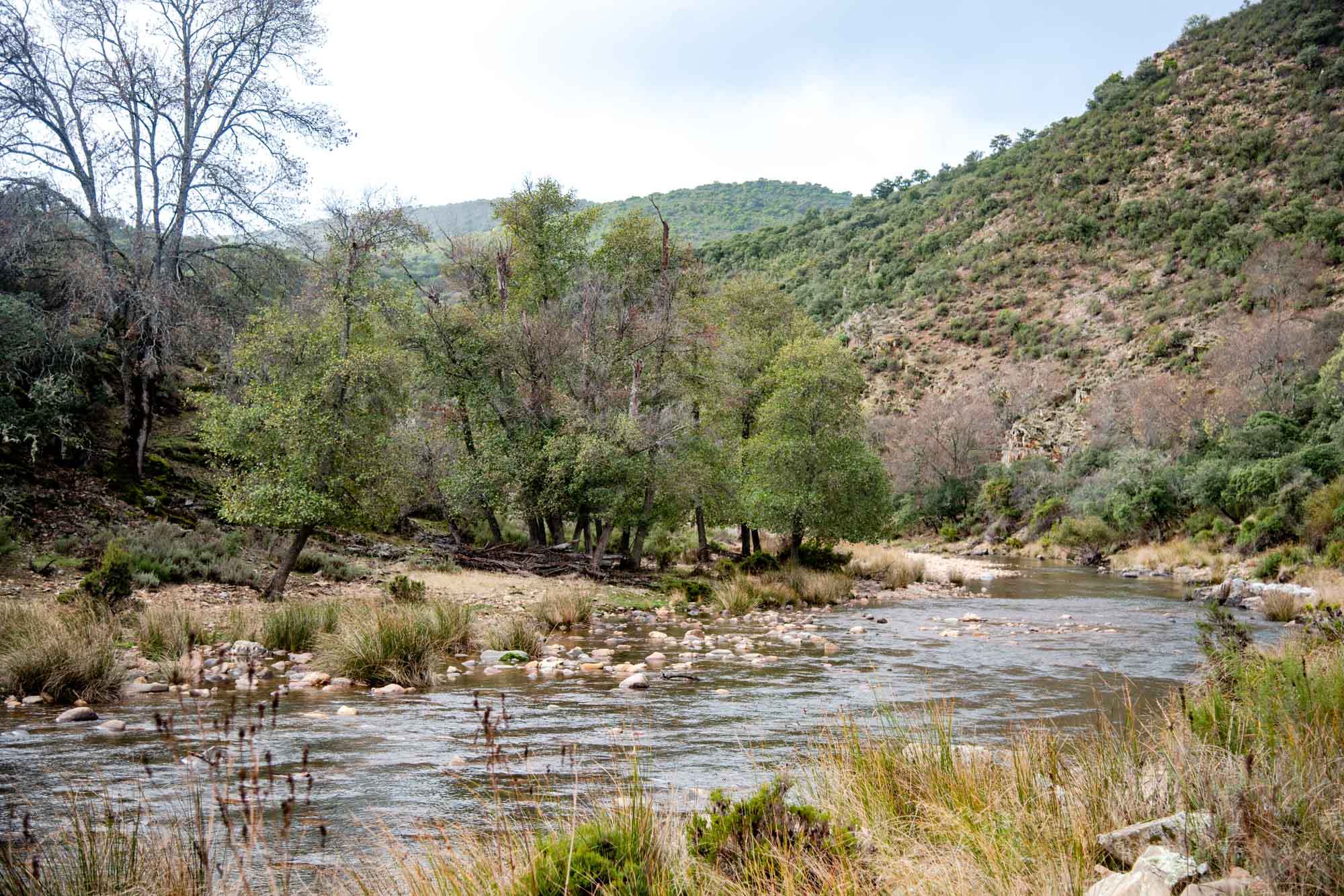 Alisos Gargantilla Alisedas estena