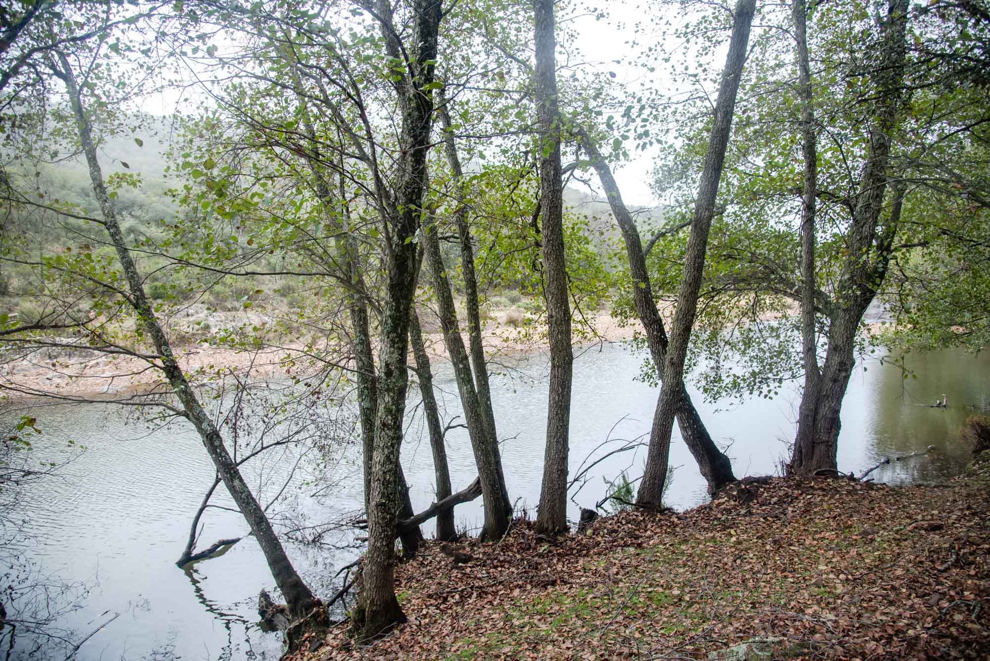 Alisos Gargantilla Alisedas