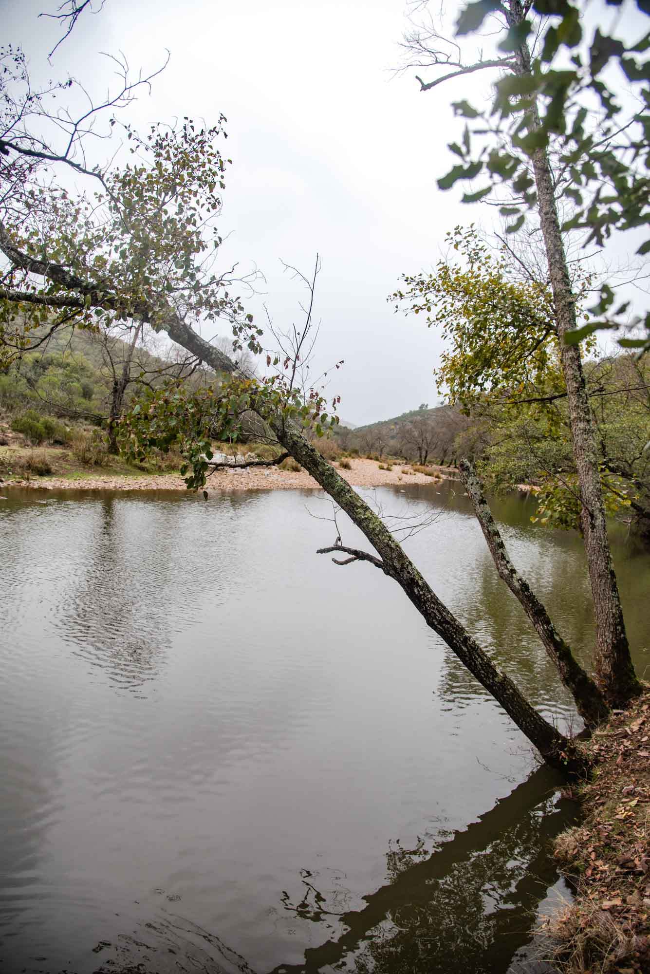 Alisos Gargantilla estena