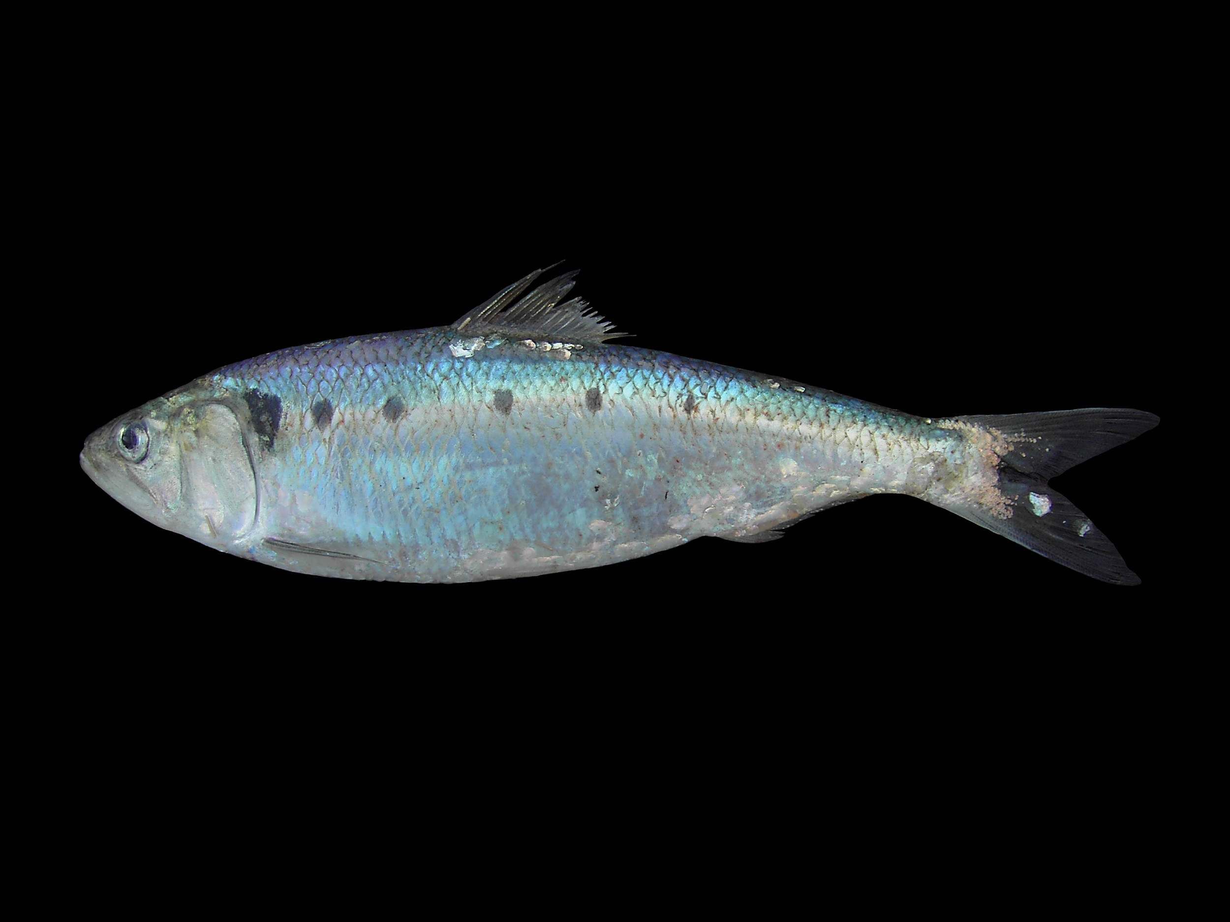 sábalo (Alosa fallax)
