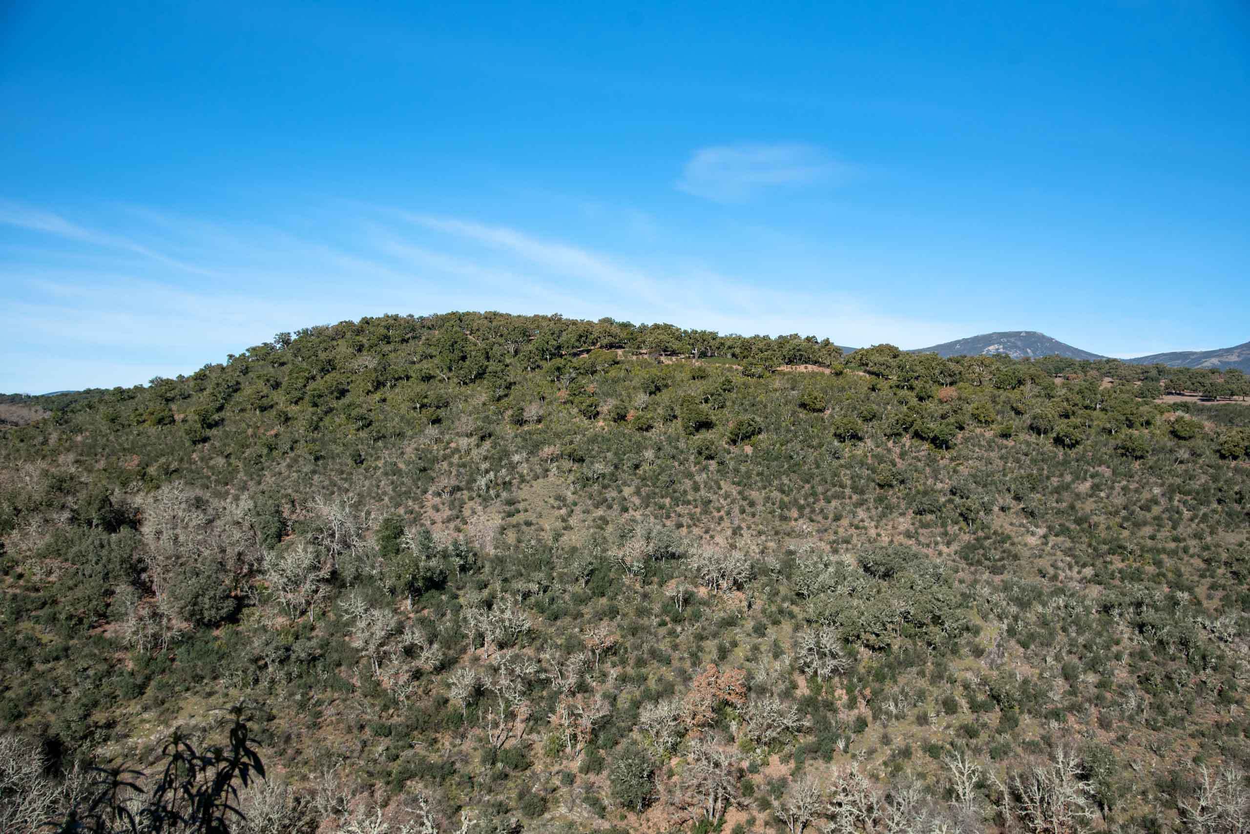 Alcornocal acompañado de robles (ya sin hoja) y quejigos (hojas rojizas), a finales de otoño.