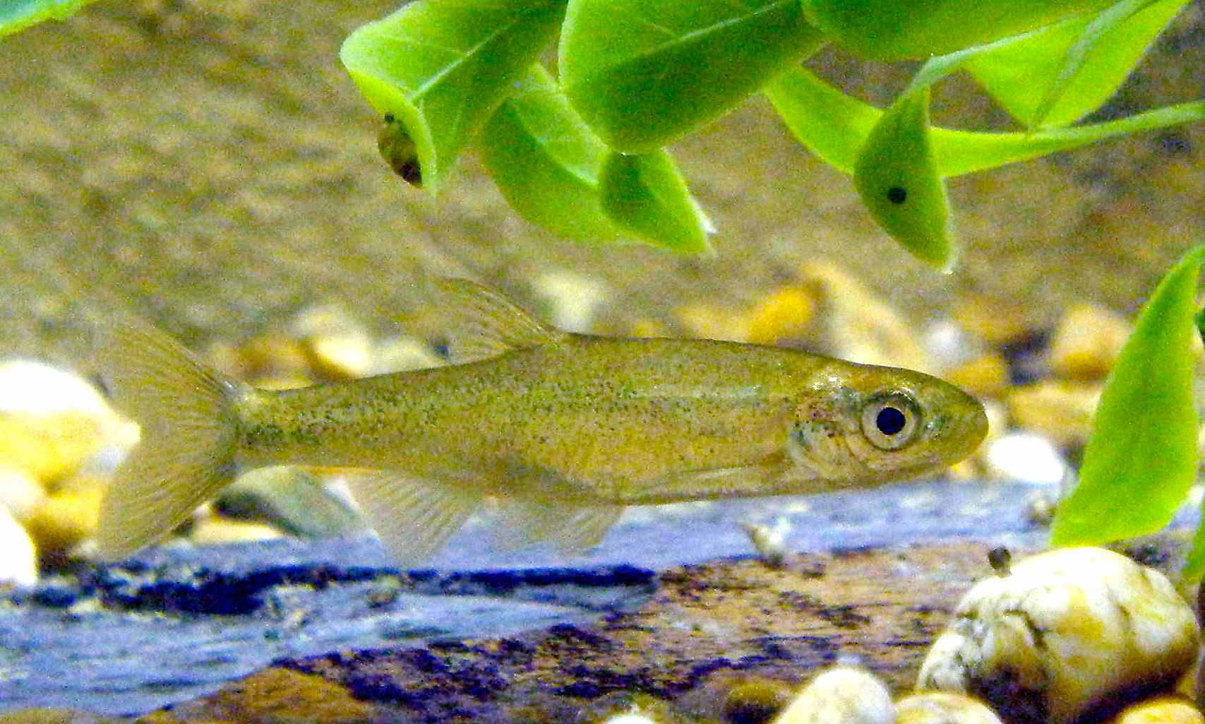 Jarabugo (Anaecypris hispanica)