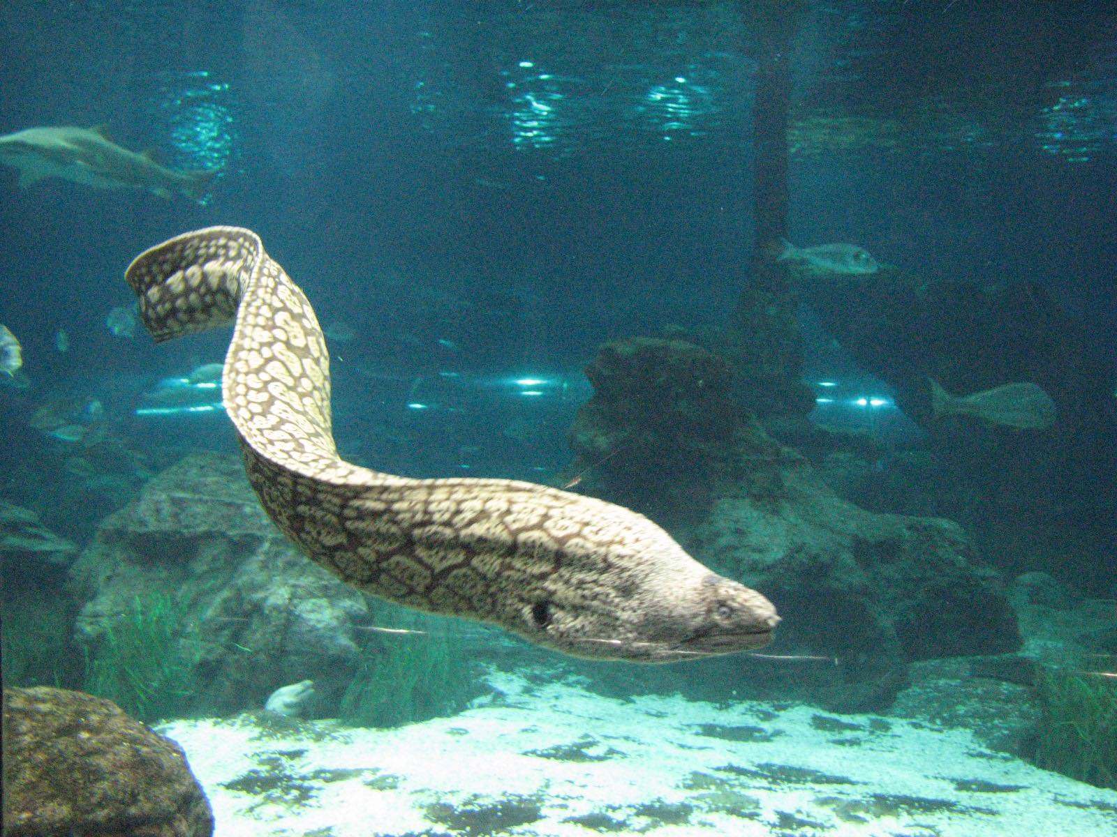 anguila (Anguilla anguillla)