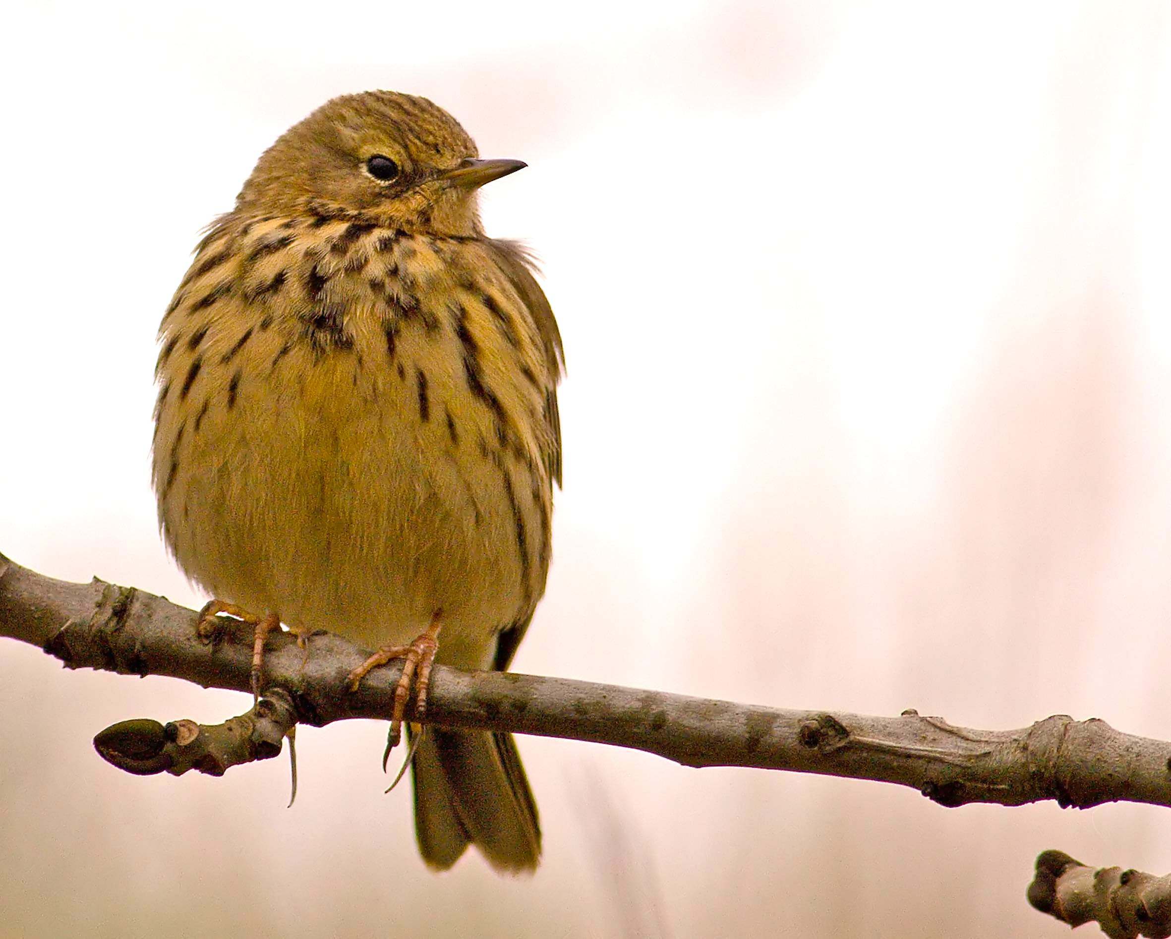 bisbita común (Anthus pratensis)