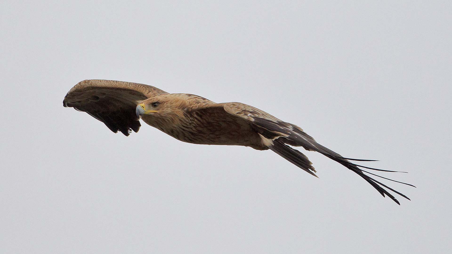 Aves de Cabañeros