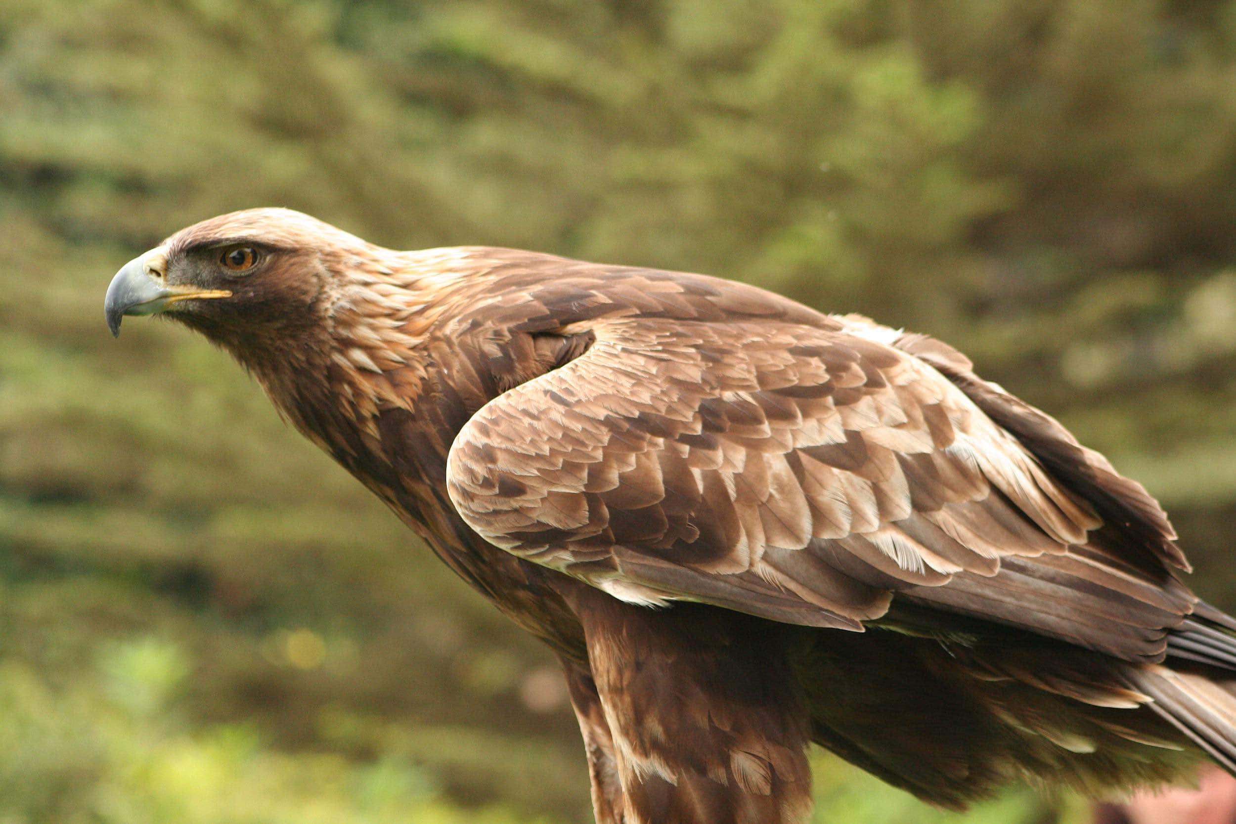 Águila real (Aquila chrysaetos) ave de bosque esclerófilo en cabañeros