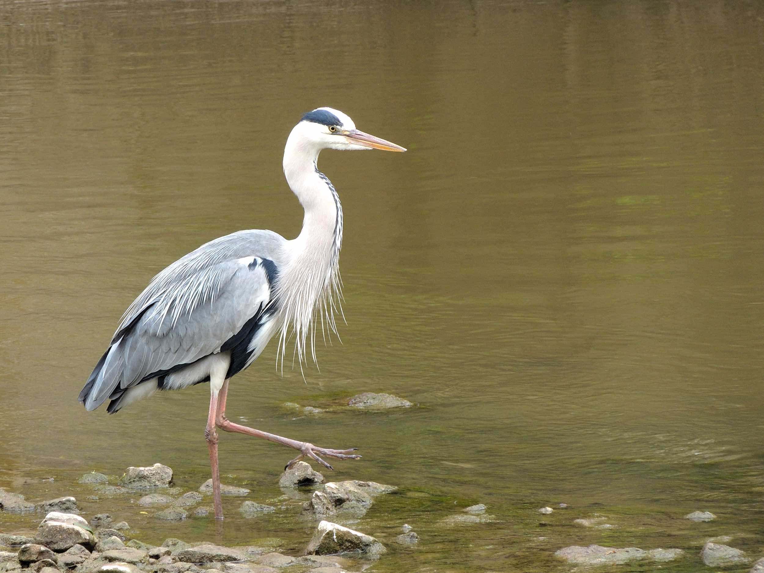 garza real (Ardea cinerea)