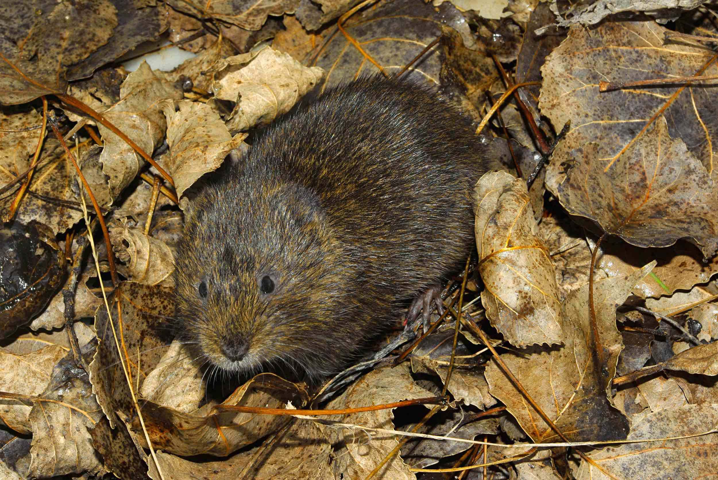 rata de agua (Arvicola sapidus) mamífero