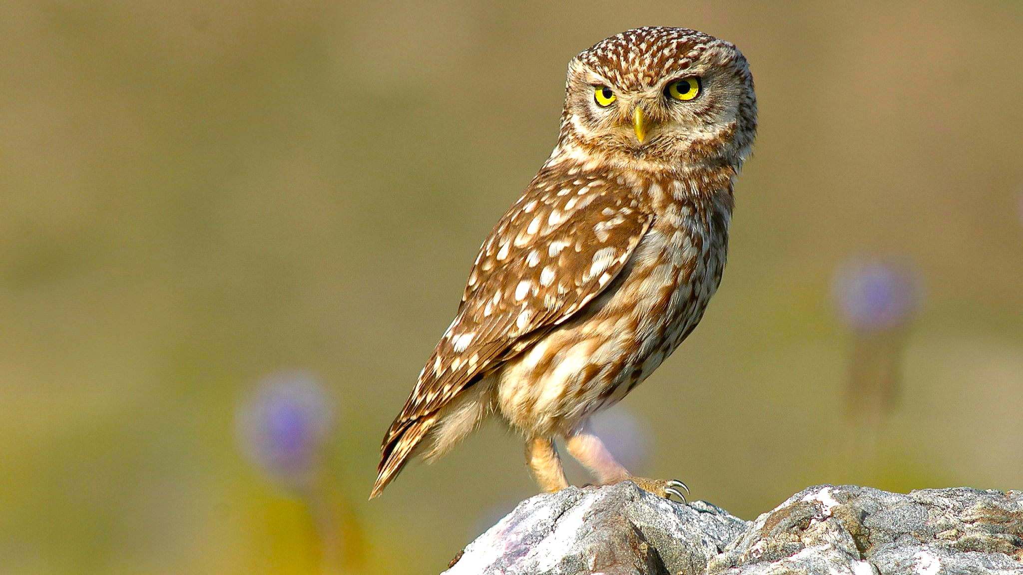 mochuelo (Athene noctua)