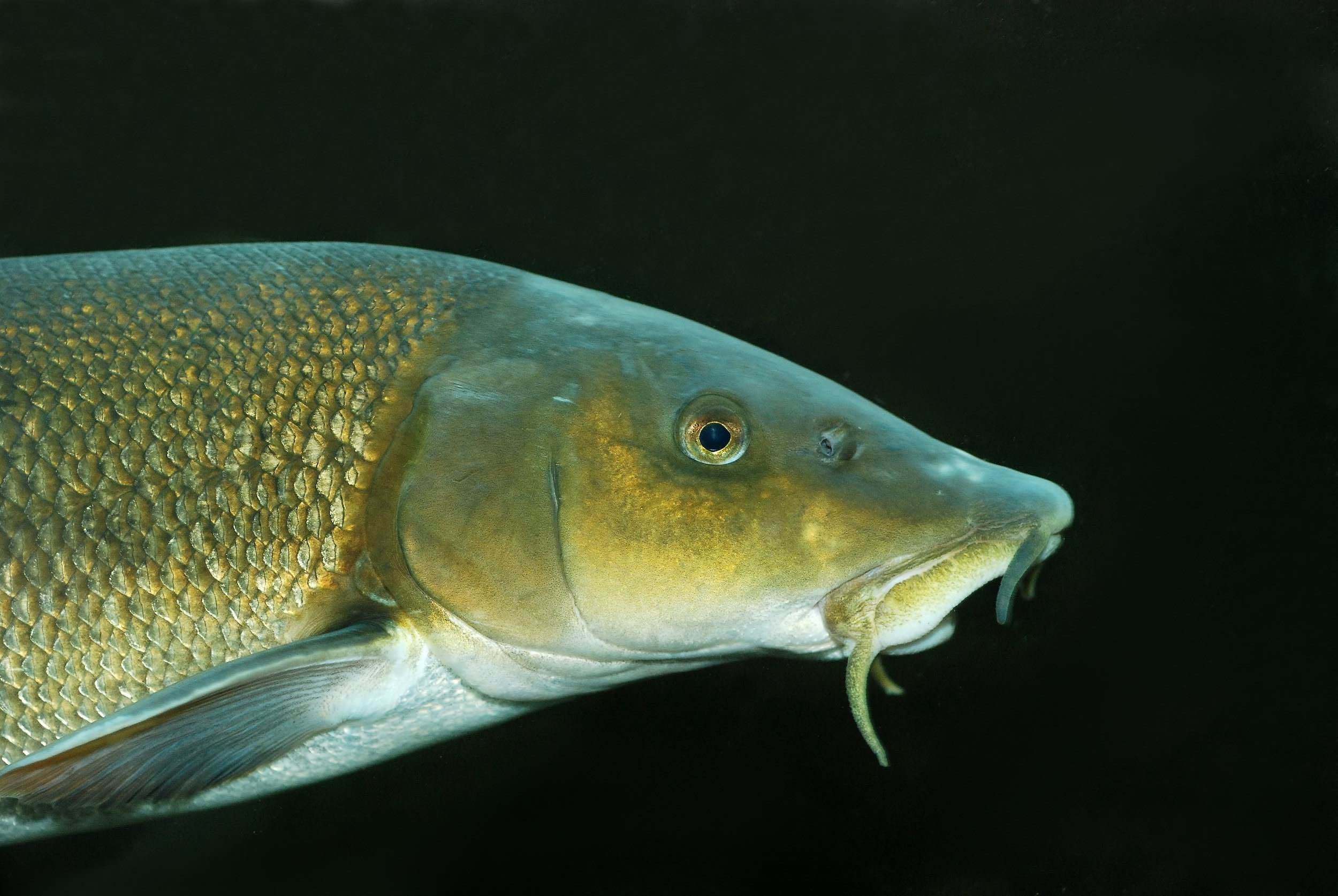 Barbo (Barbus barbus)