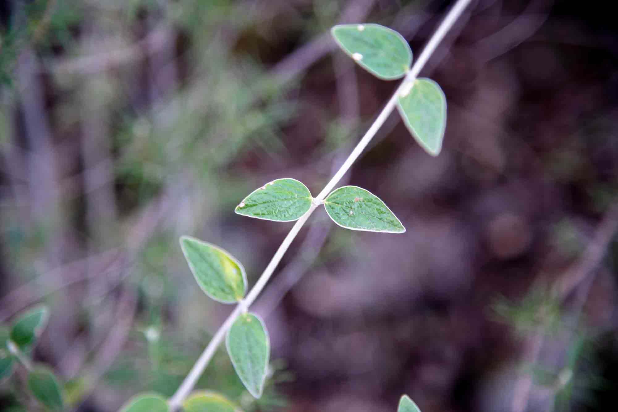 Bituminaria bituminosa (L.) C.H. Stirt plaza de los moros