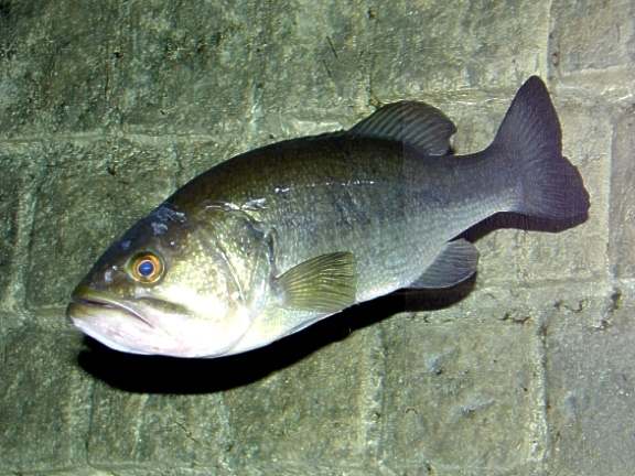 black bass (Micropterus salmoides​)