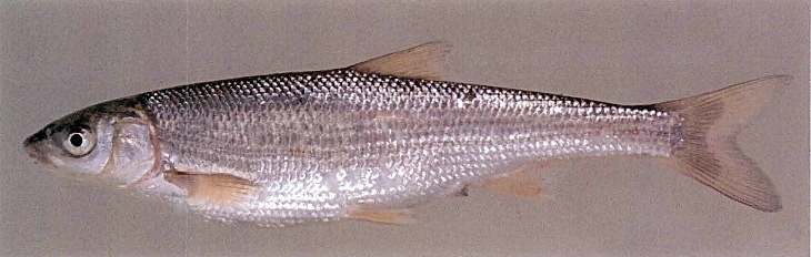 Boga (Chondrostoma polylepis)