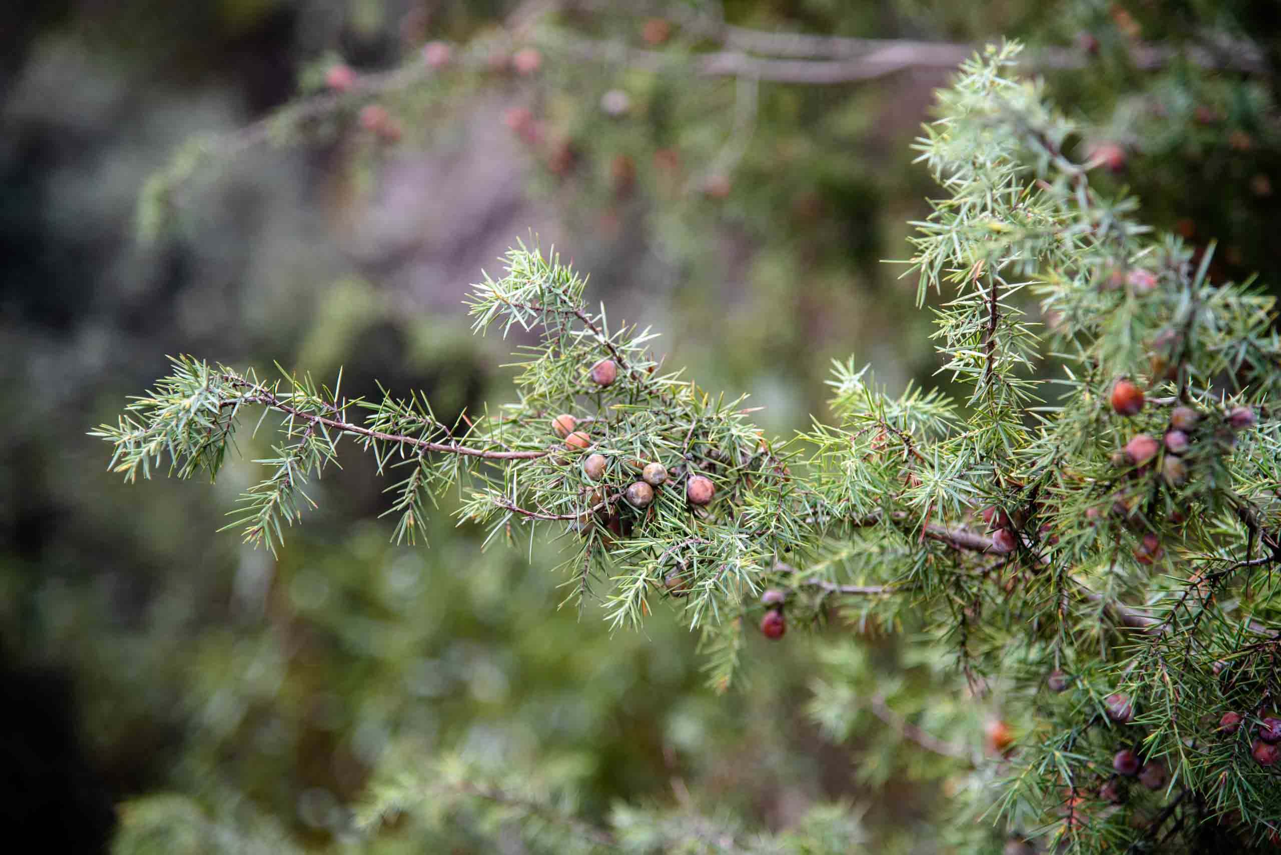 enebro rojo o de la miera boquerón del estena