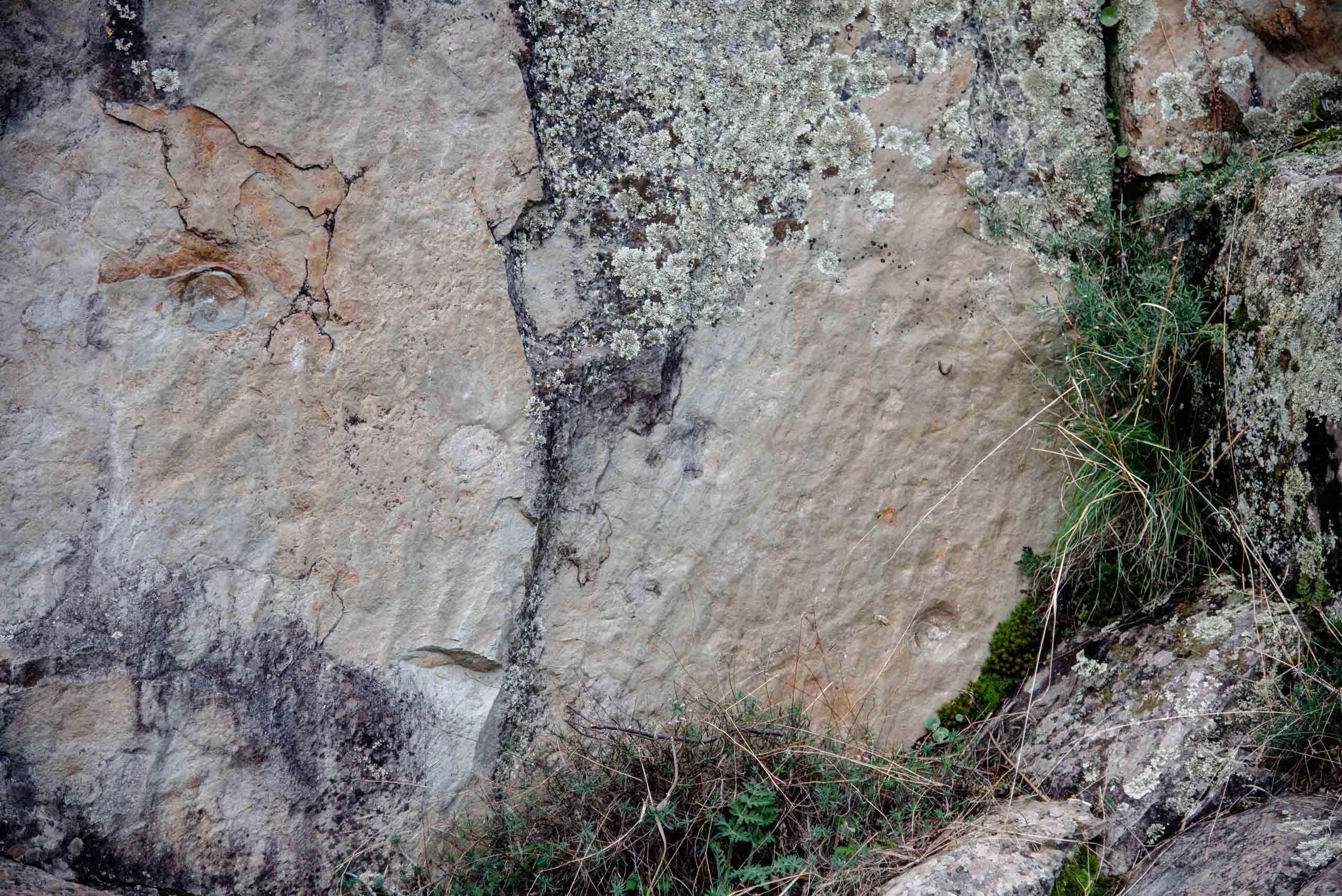 anémonas Boqueron Estena paleontología