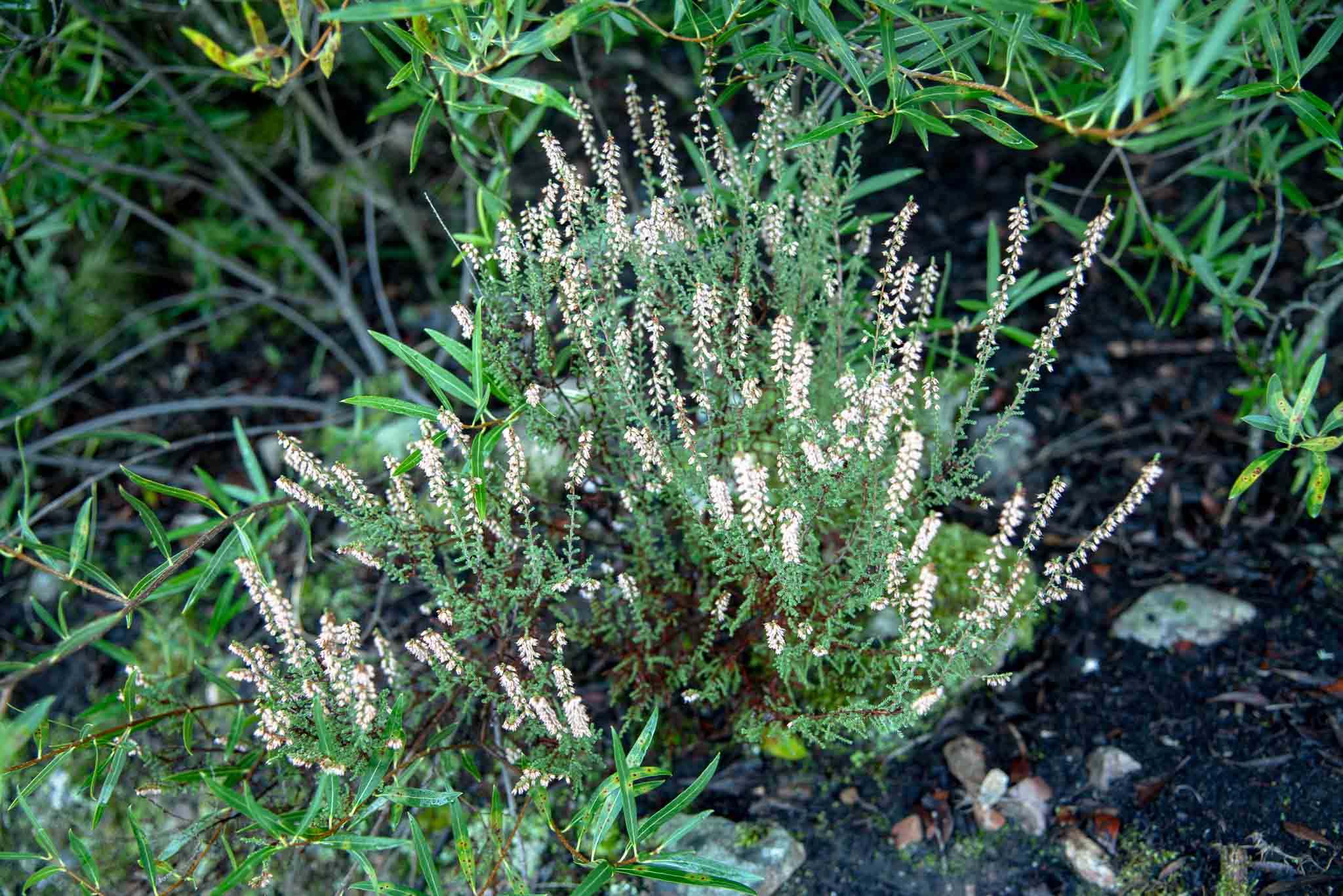 brecina (Calluna vulgaris)en Castellar de los bueyes