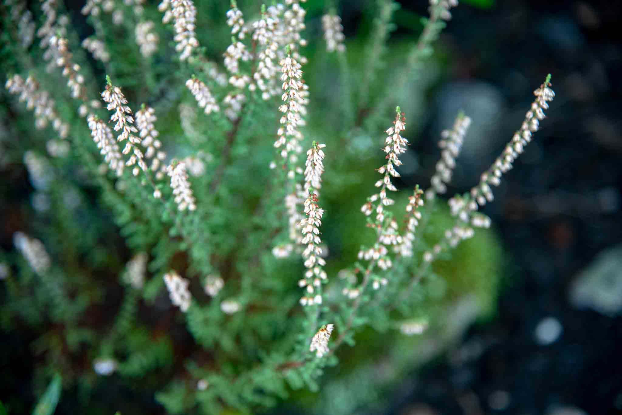 brecina (Calluna vulgaris)en Castellar de los bueyes