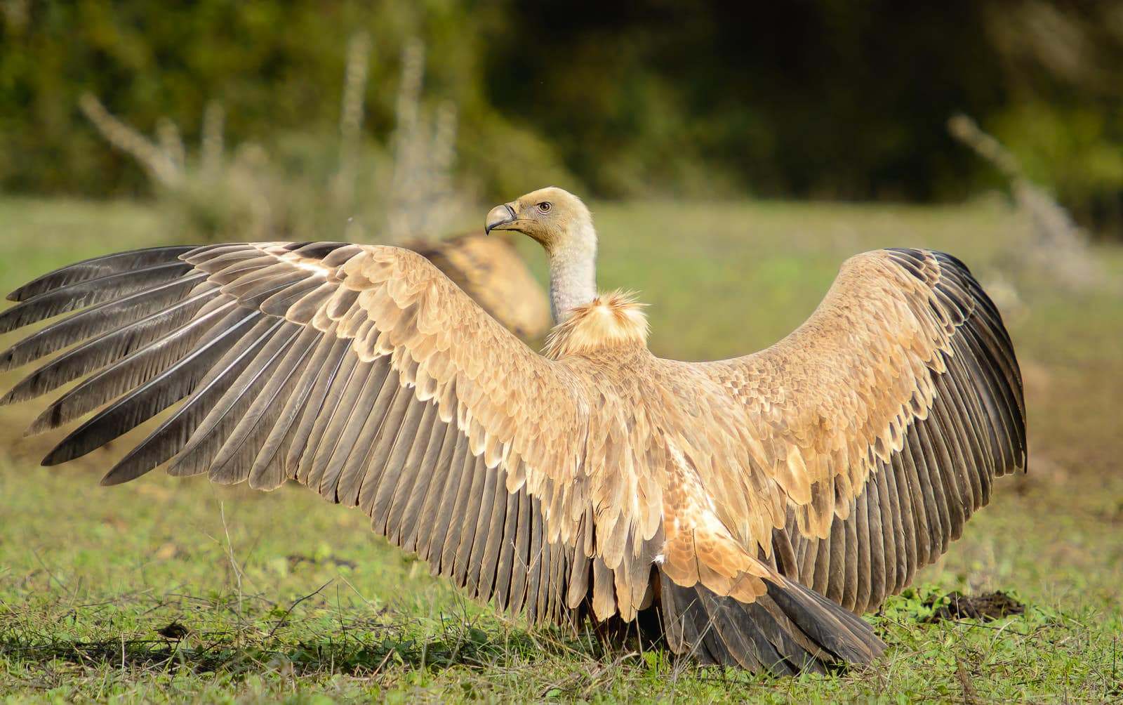 buitre leonado (Gyps fulvus) ave de bosque esclerófilo en cabañeros