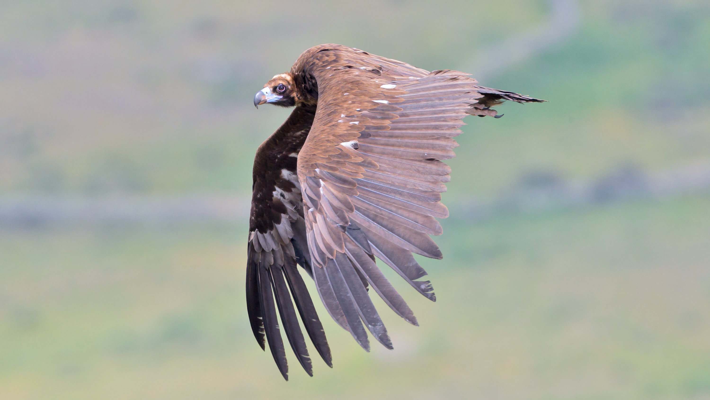 Buitre negro volando ave de cabañeros