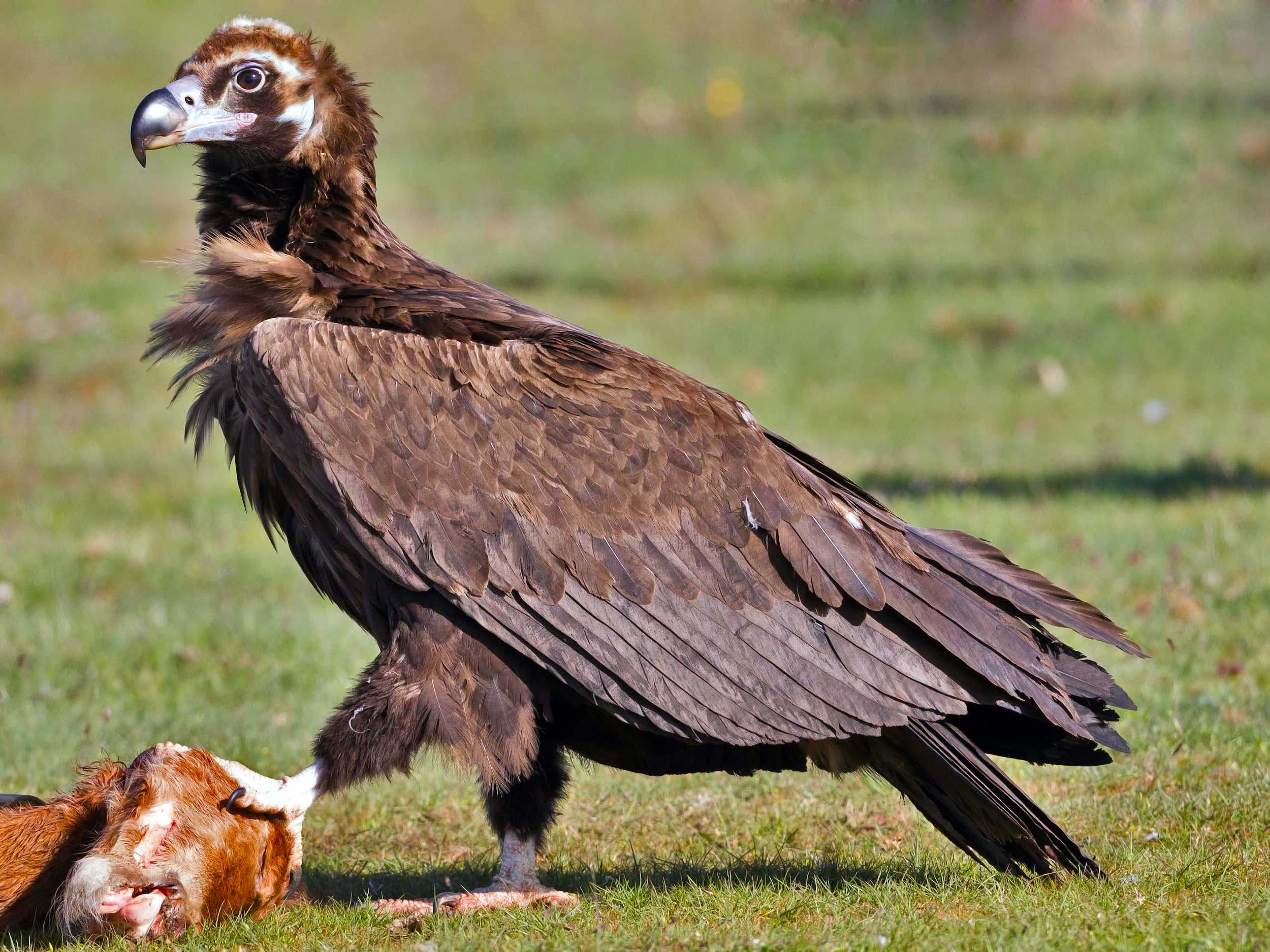 Buitre negro (Aegypius monachus) ave de bosque esclerófilo en cabañeros