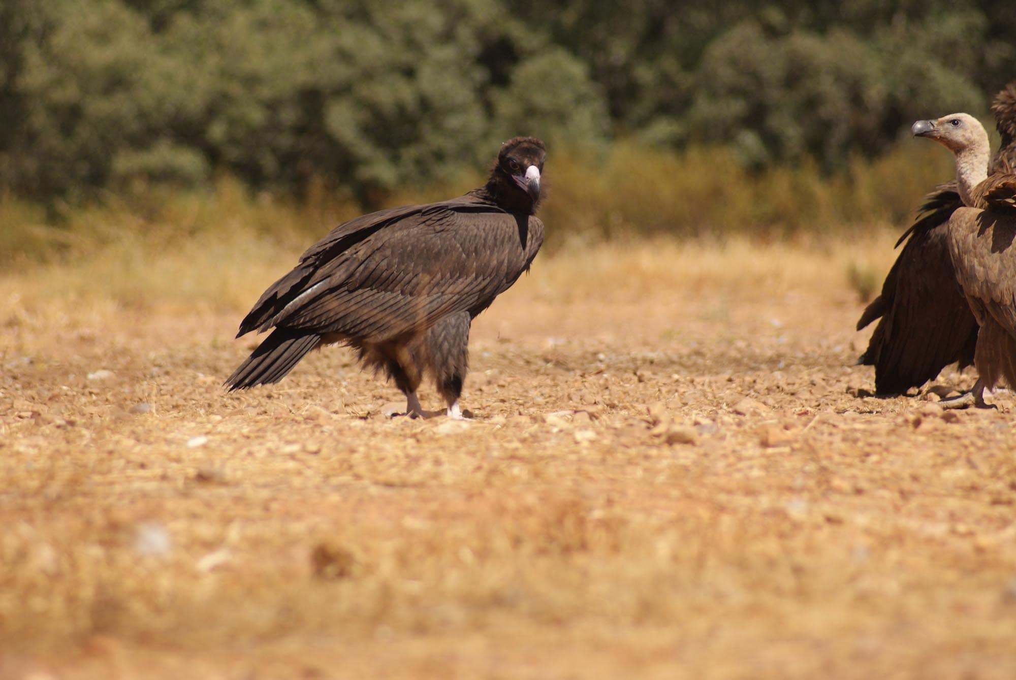 Aves del bosque esclerófilo