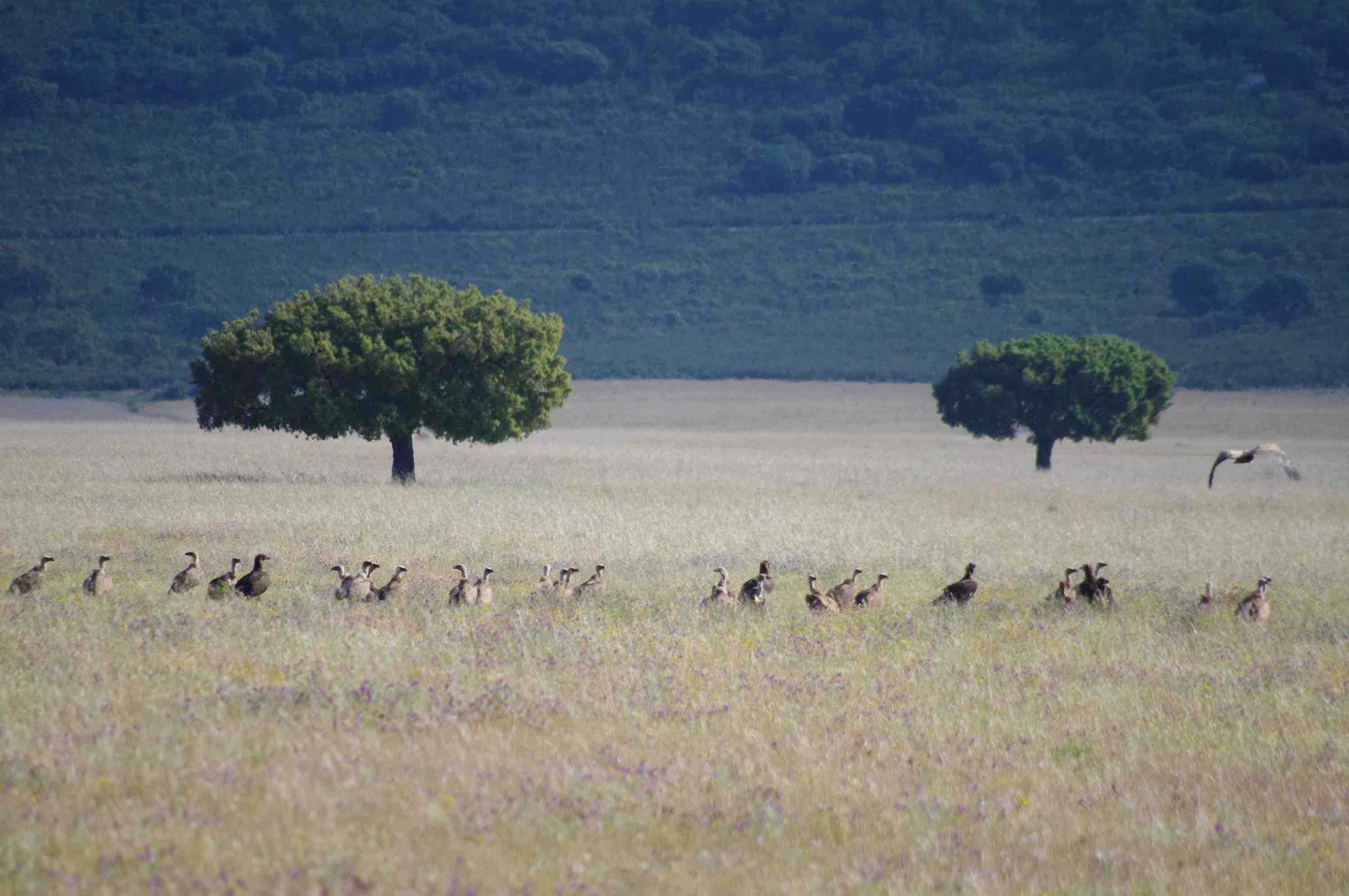 buitres en Cabañeros aves