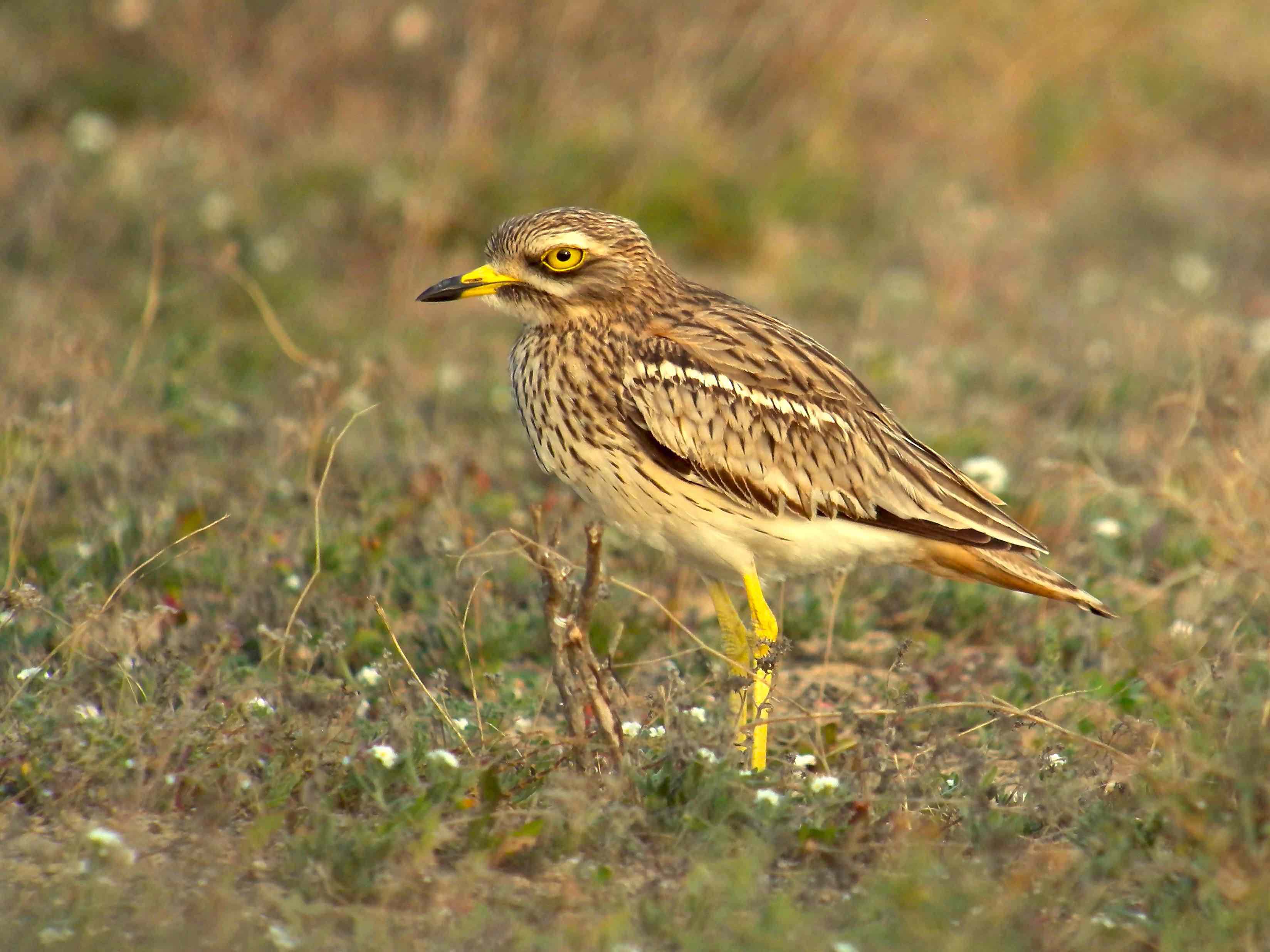 alcavarán (Burhinus oedicnemus)