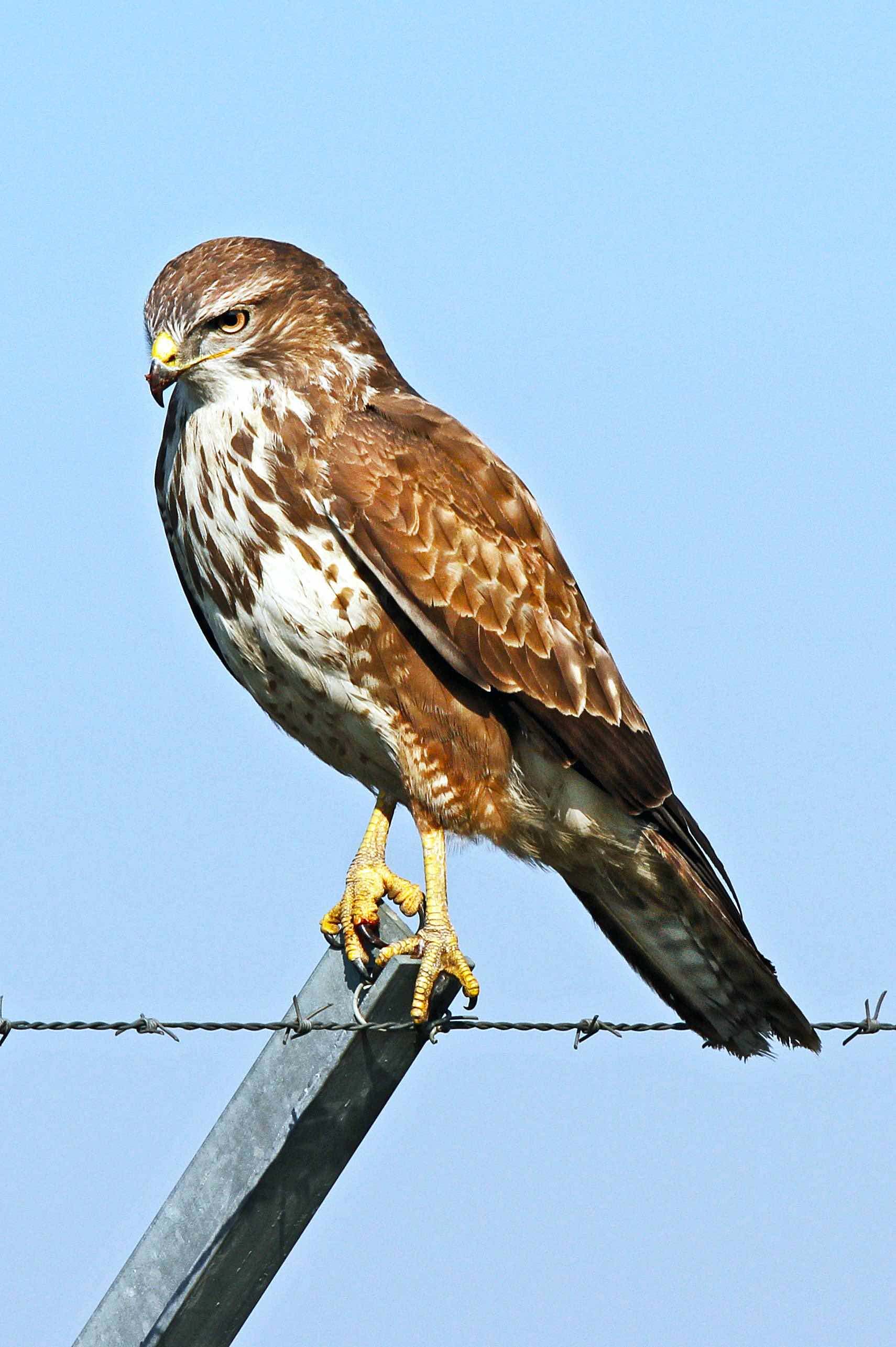 Ratonero común (Buteo buteo)