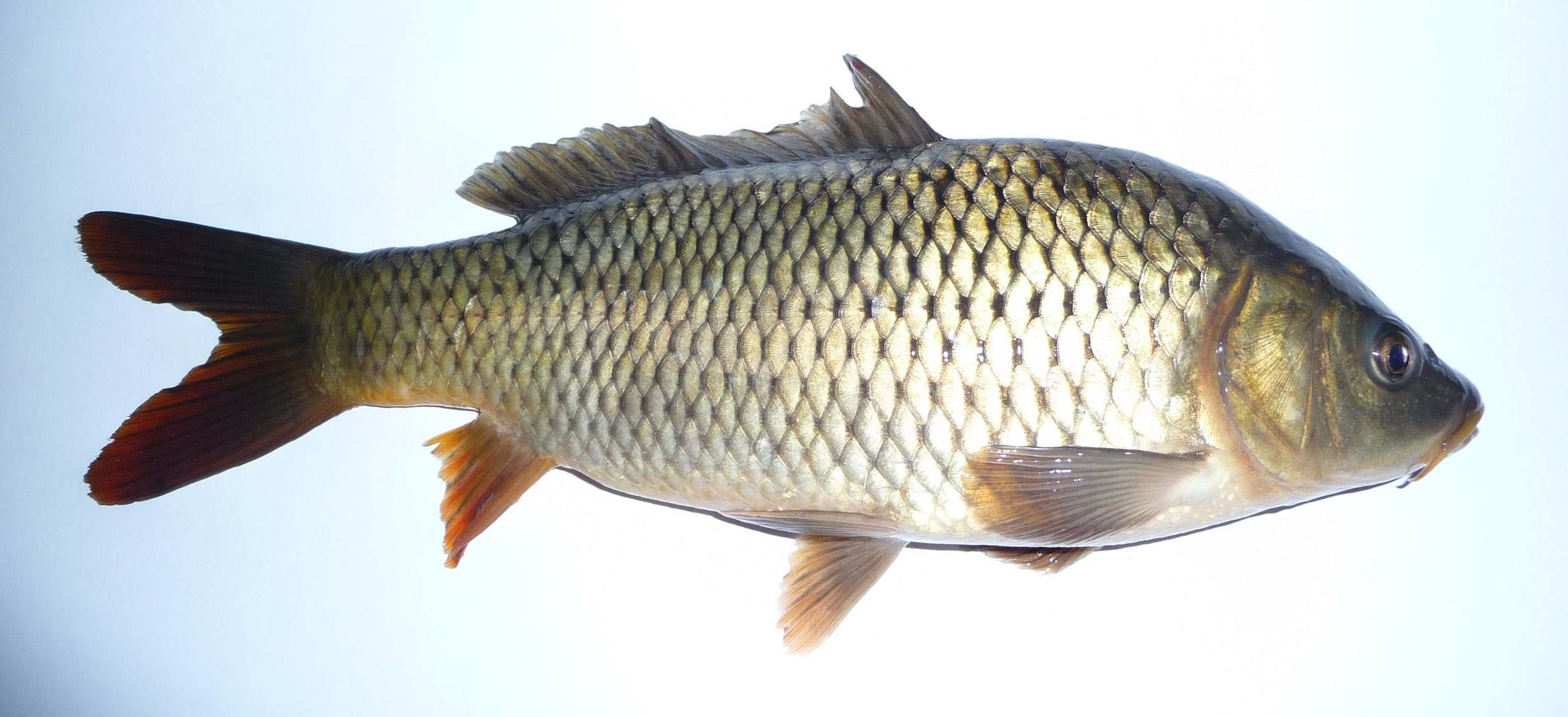 Carpa (Cyprinus carpio)