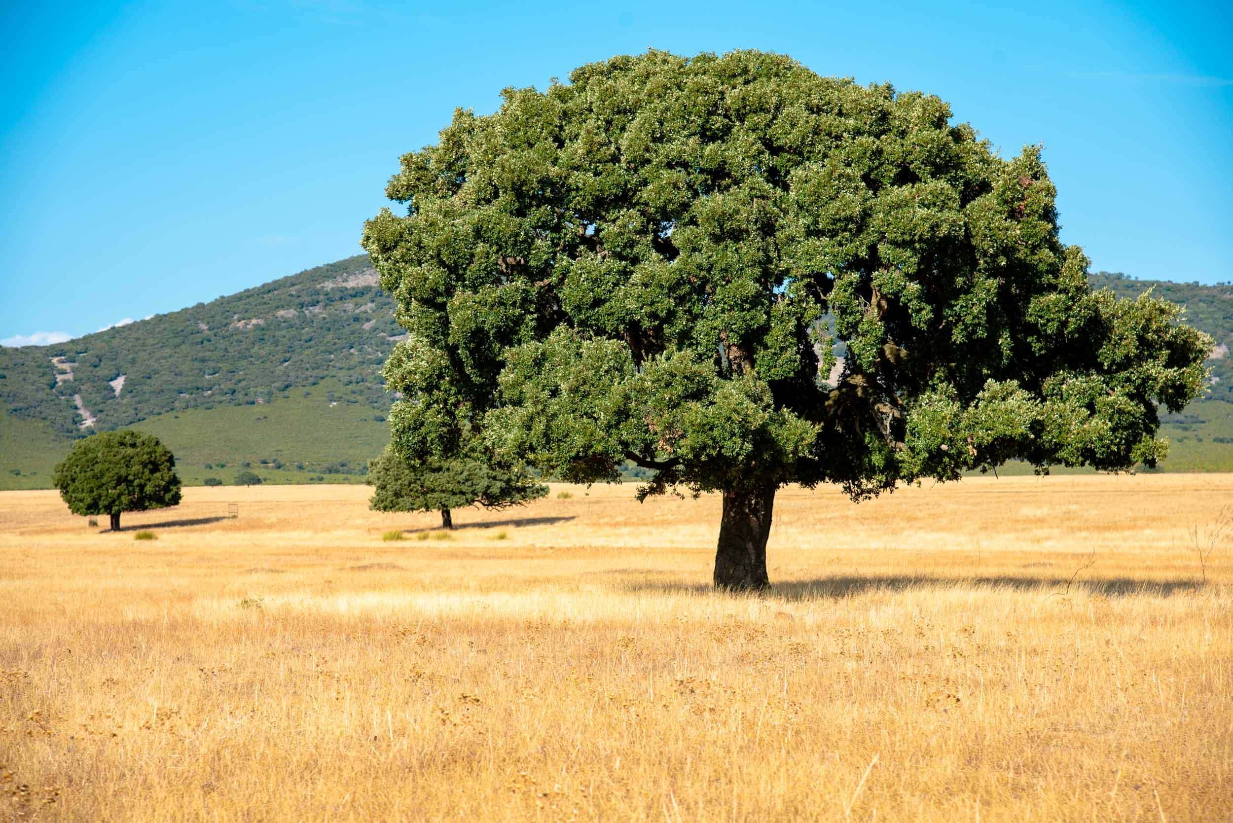 Encina raña cabañeros